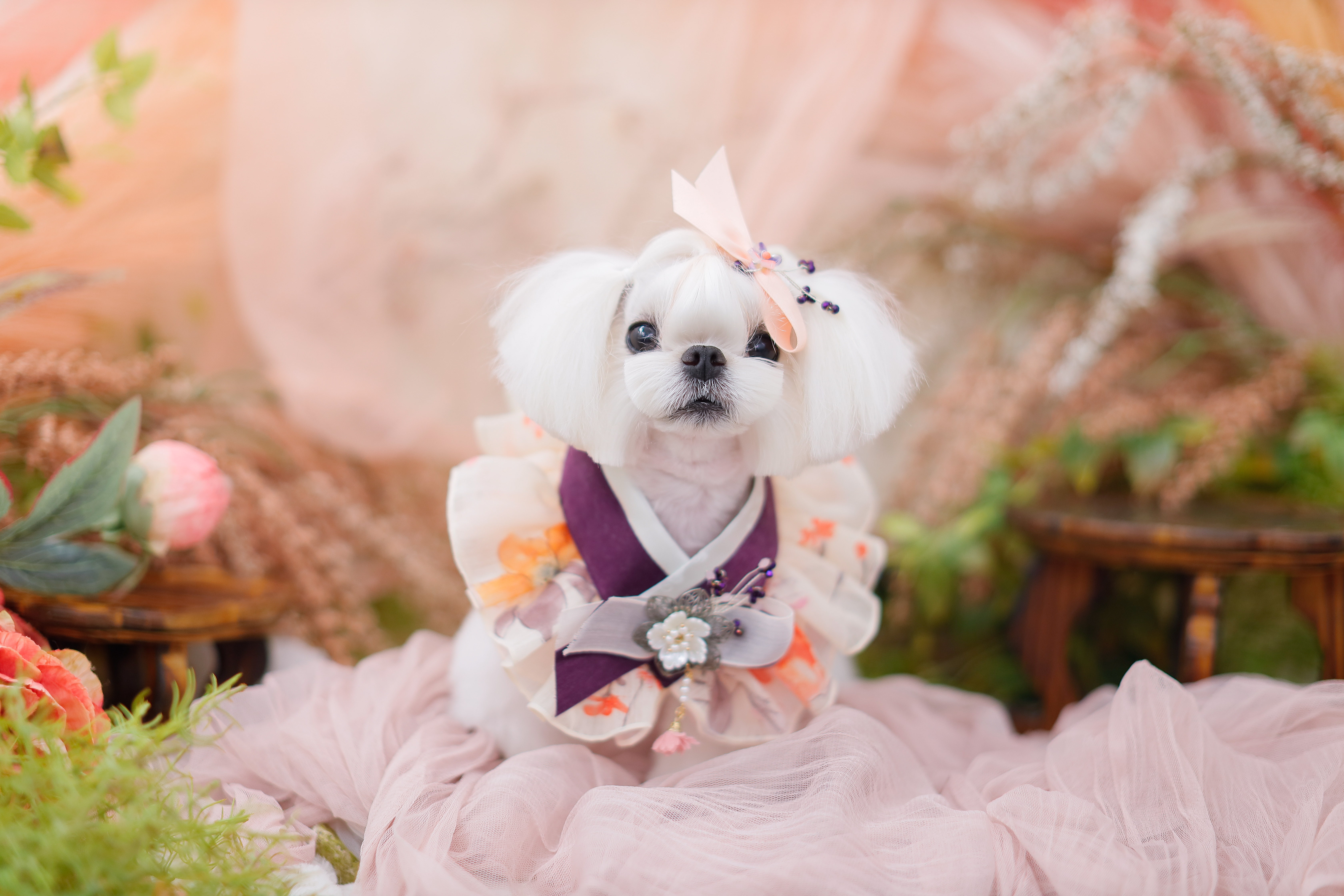 일랑일랑 대표 이미지