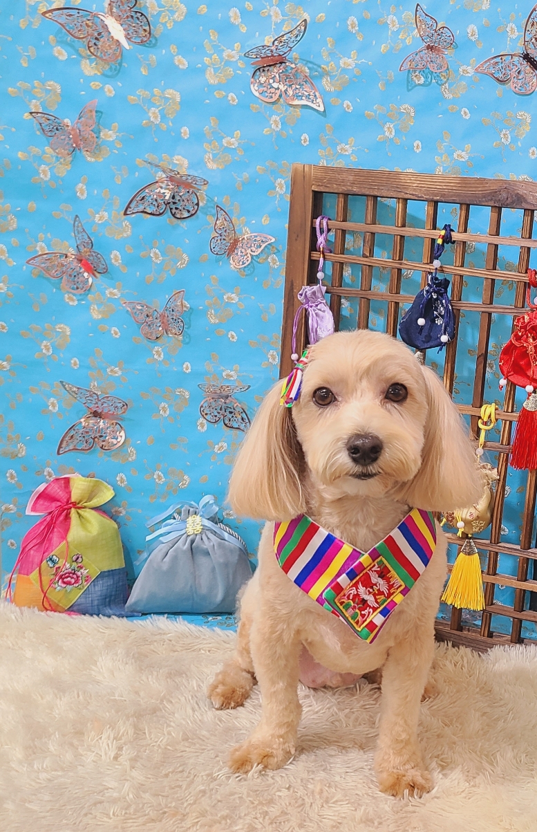 이쁘개이쁘개 대표 이미지