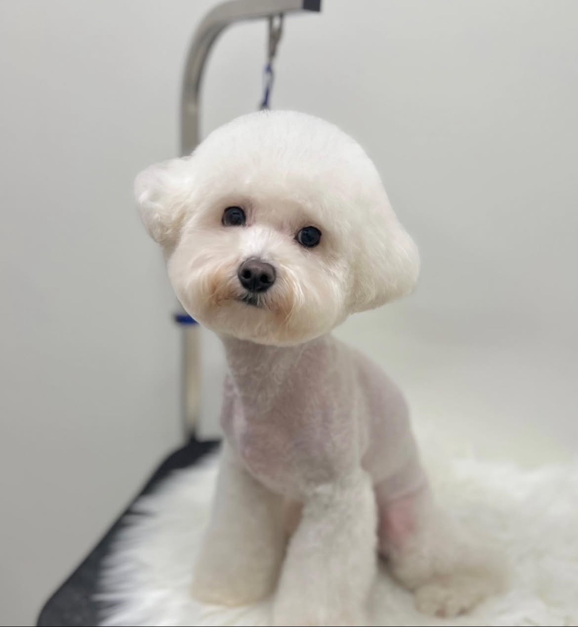 다양하개 애견유치원