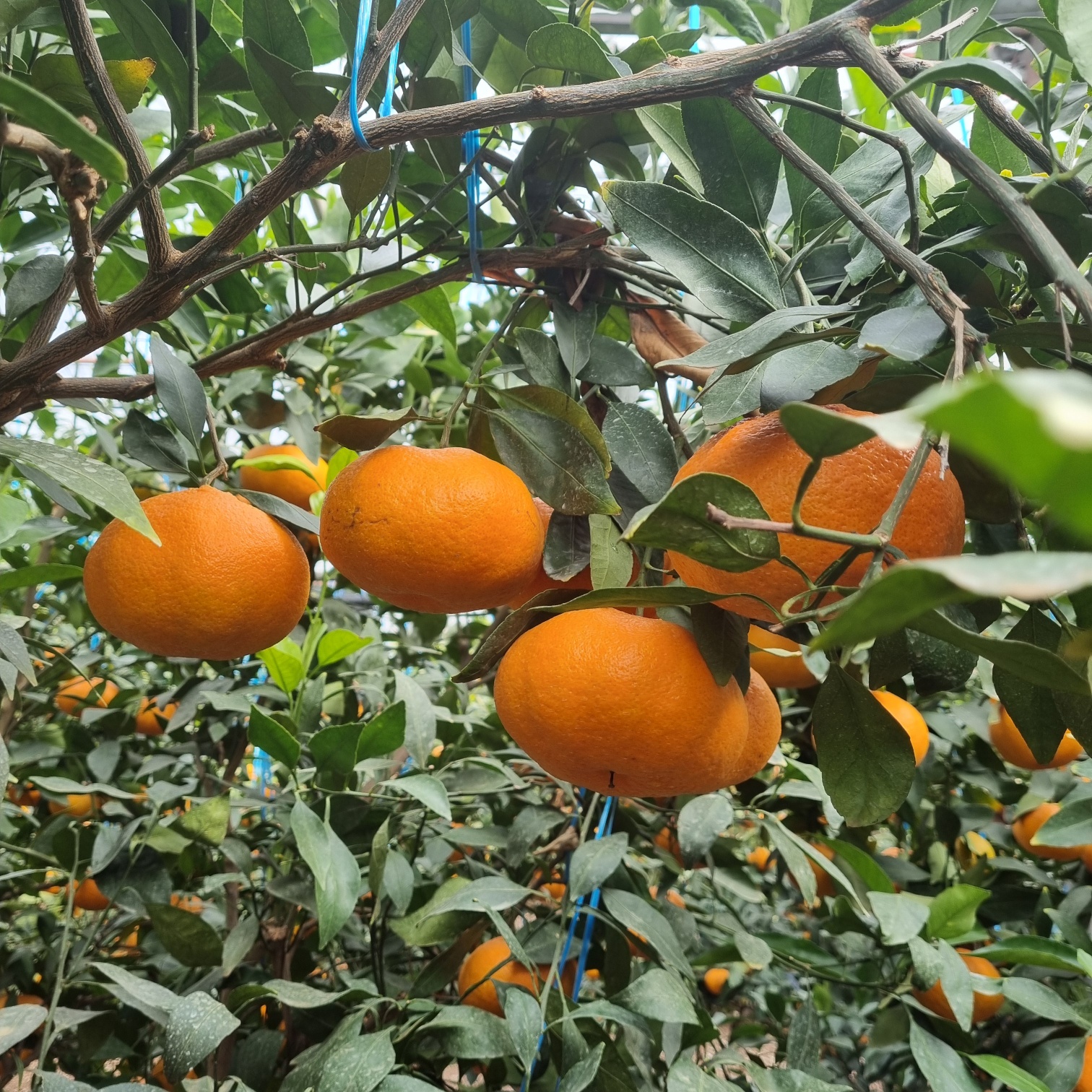 제천농원