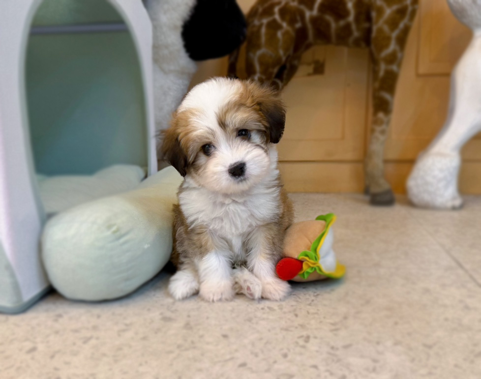 바나개 강아지고양이 마포점 대표 이미지