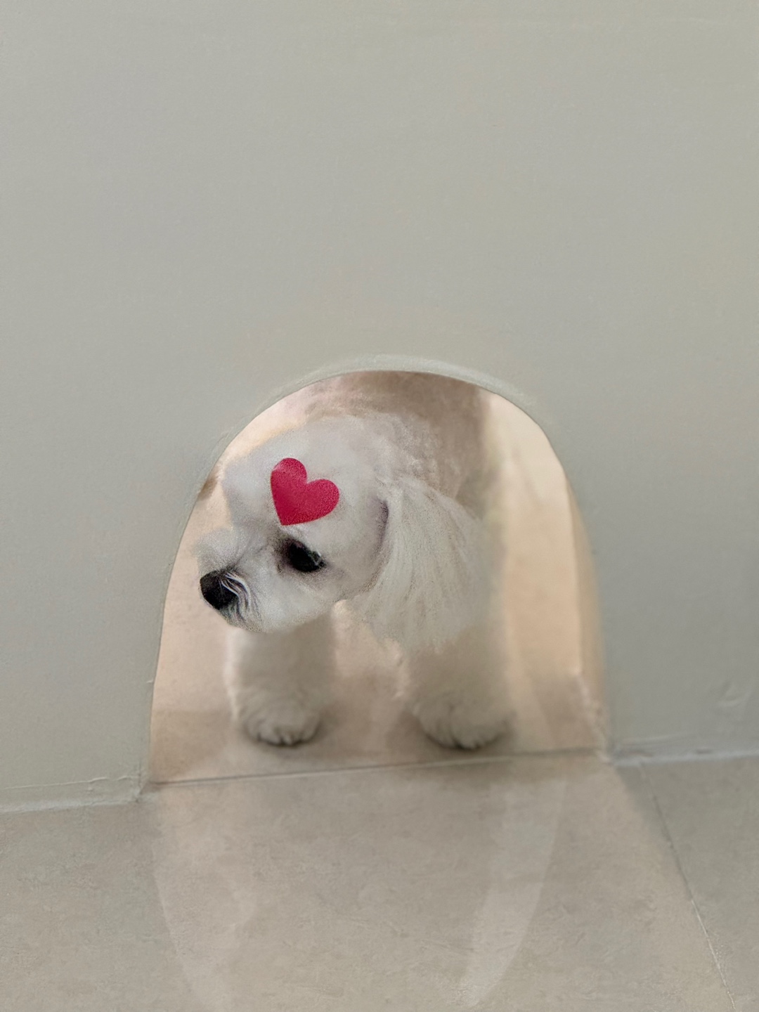 살롱 드 왈왈 대표 이미지