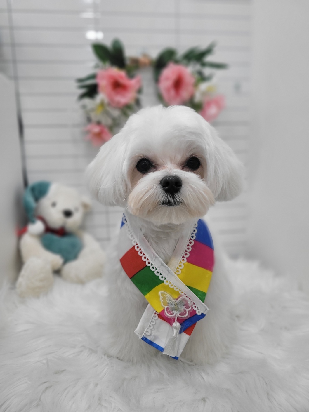 하트애견 대표 이미지