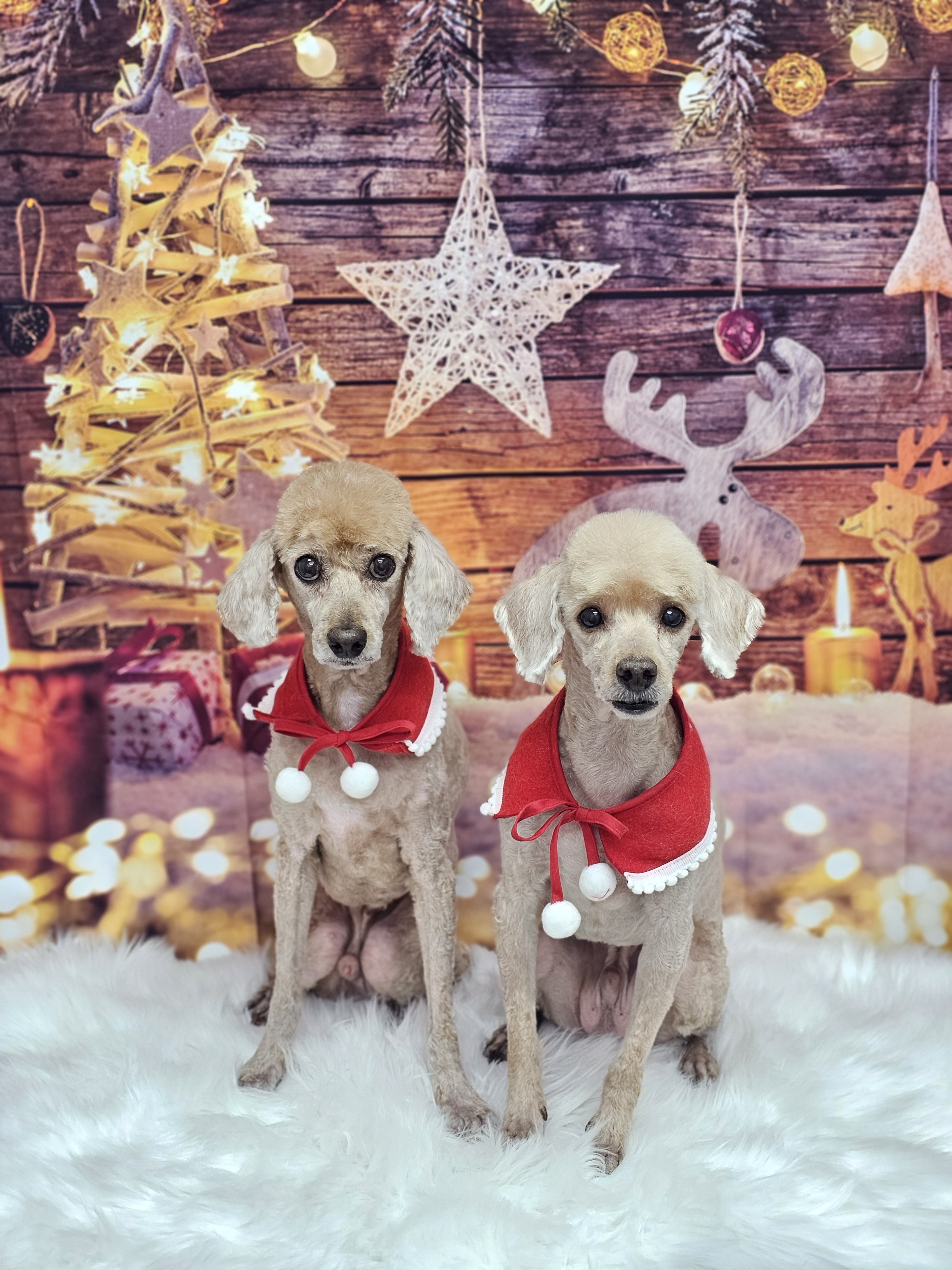 포동이펫살롱 대표 이미지