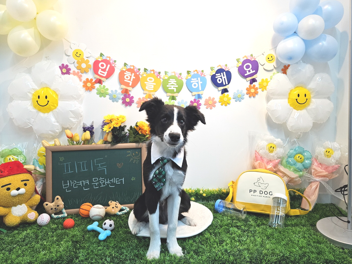 피피독 동탄애견유치원 애견호텔 애견교육 대표 이미지