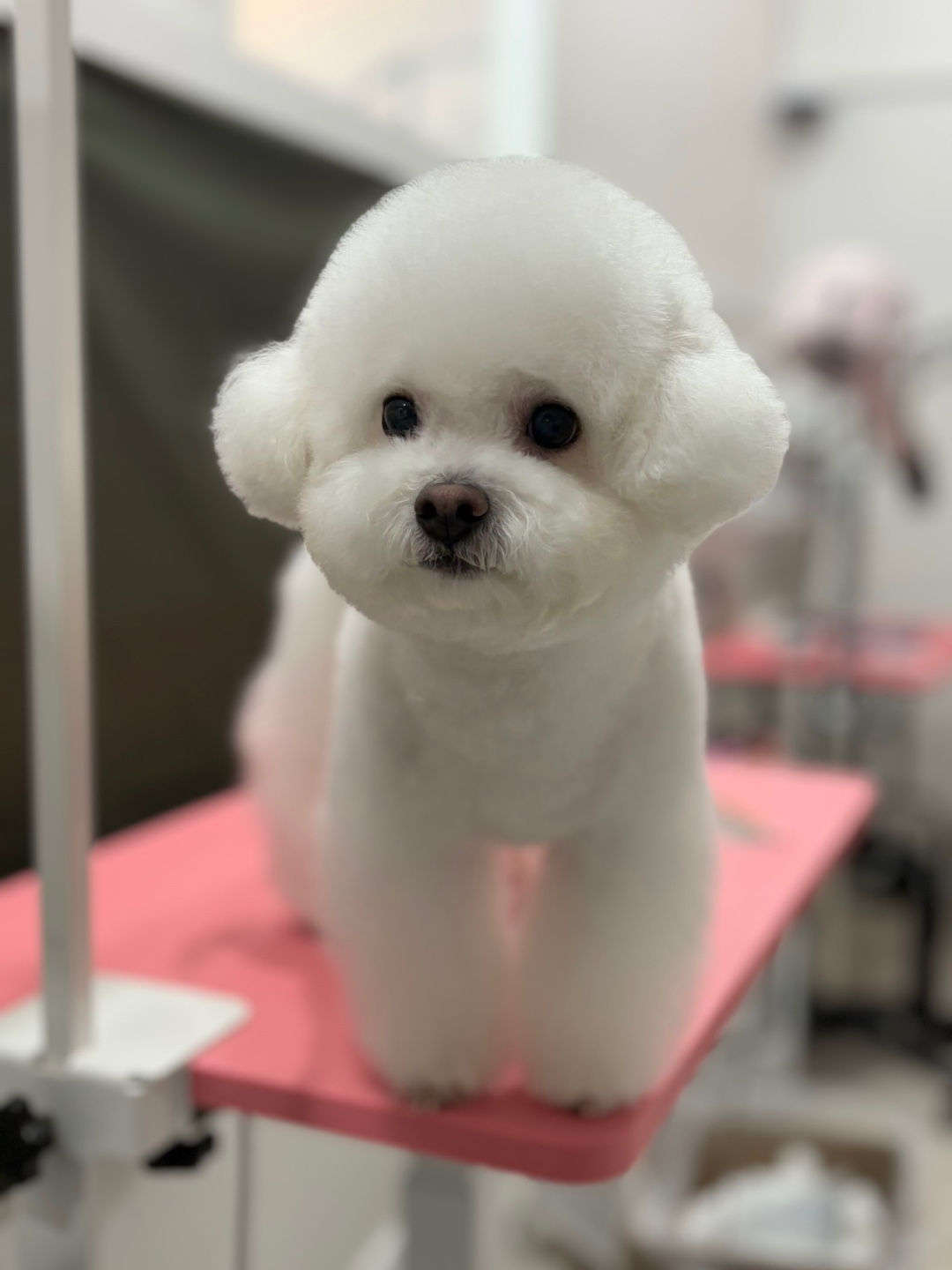 비비몽 대구강아지호텔 대표 이미지