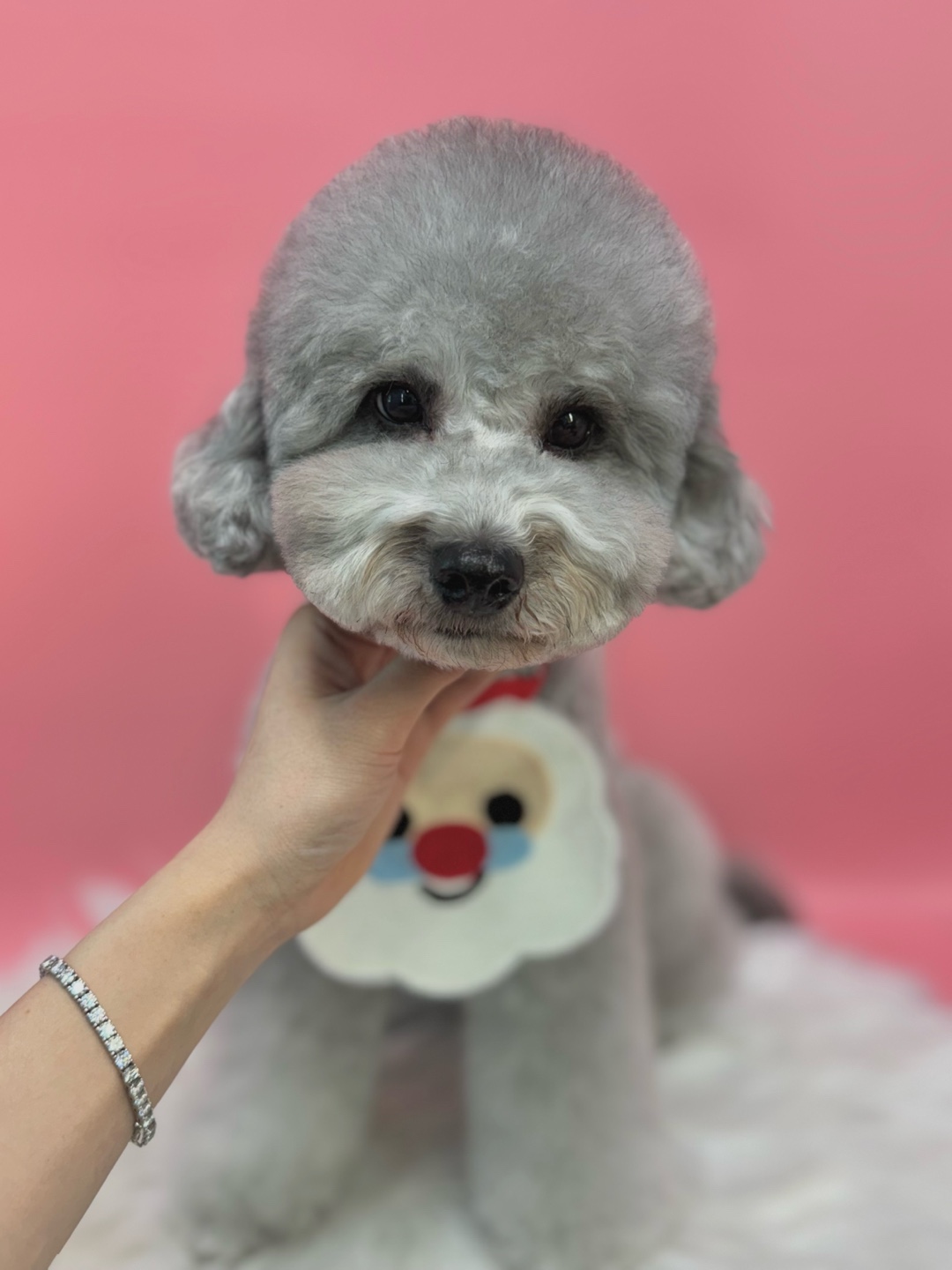 미뇽 대표 이미지