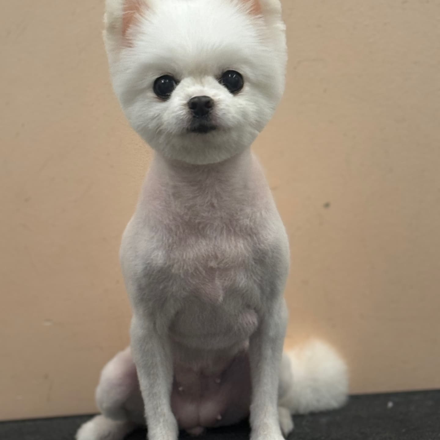 꿈꾸는개 대표 이미지