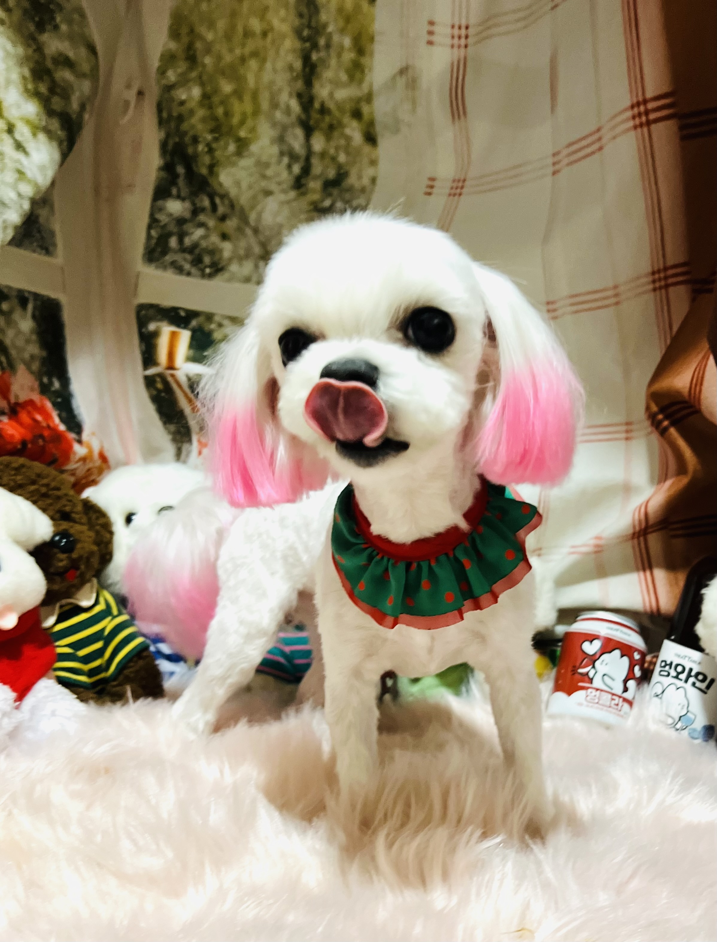 벤지애견 대표 이미지