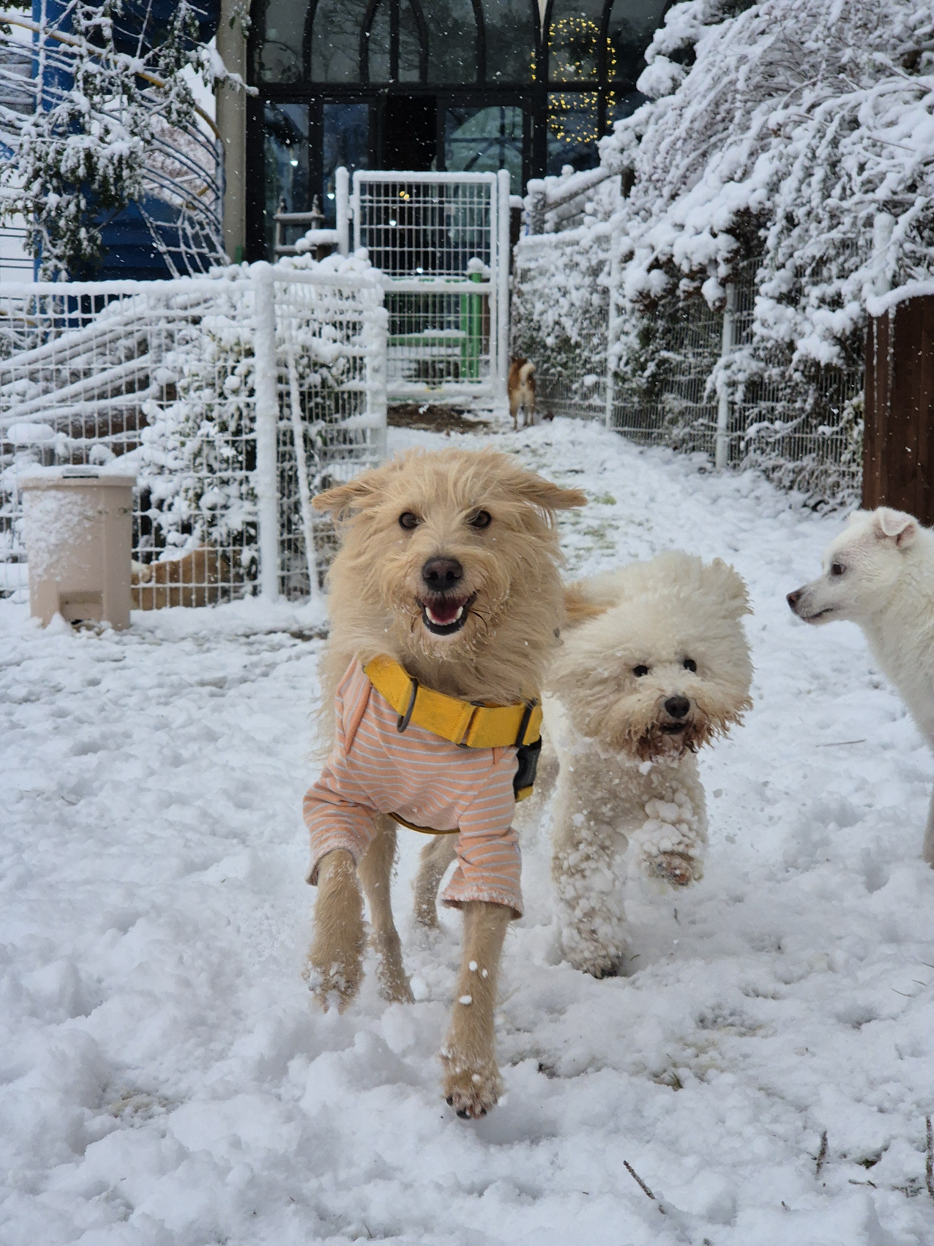도그캠프 김포점 대표 이미지