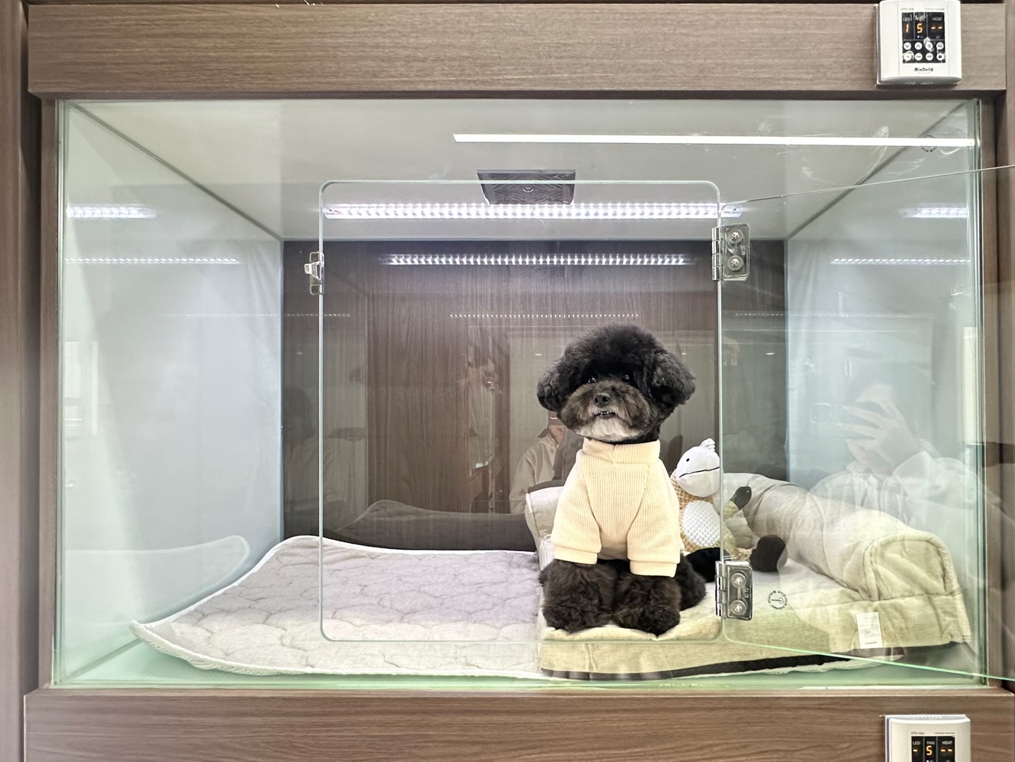 멍냥스테이 애견호텔 애견유치원 대표 이미지