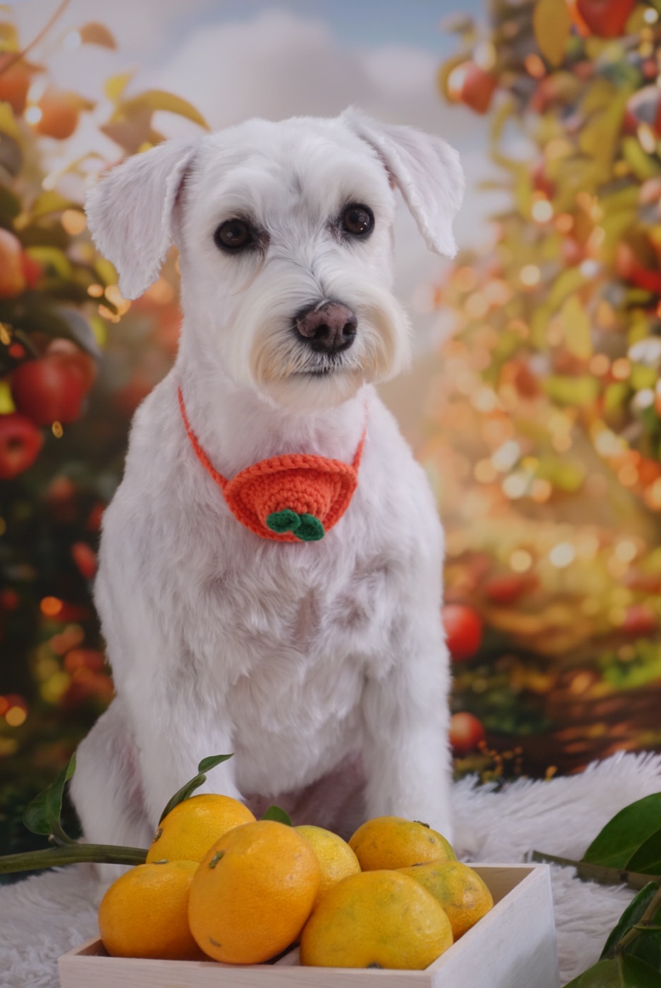 그루밍호찌 대표 이미지