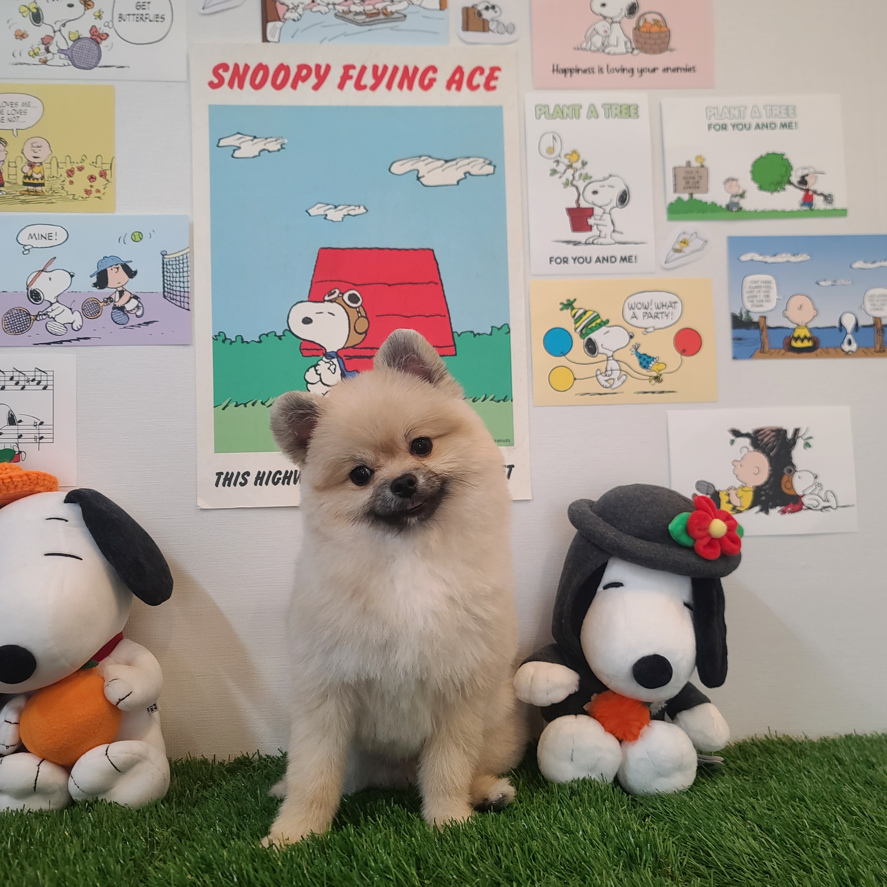펫클래식 대표 이미지