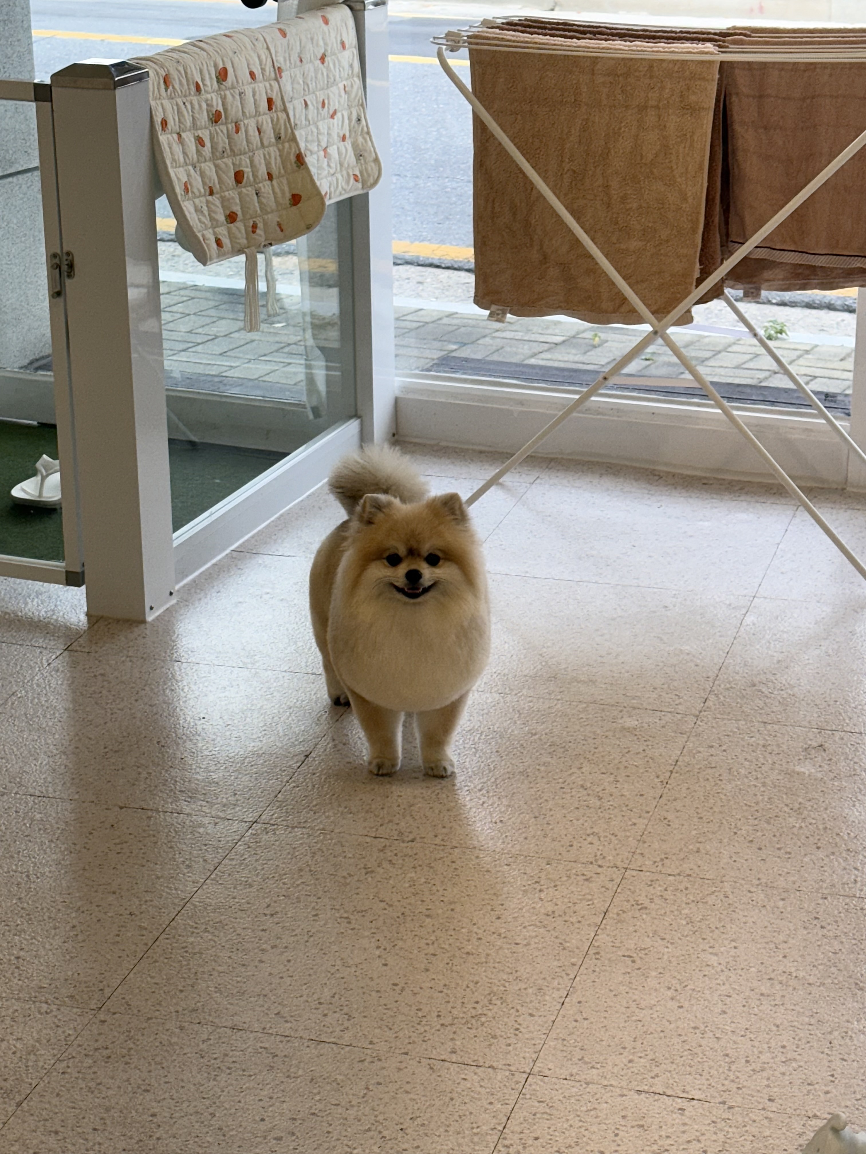 멍개 대표 이미지