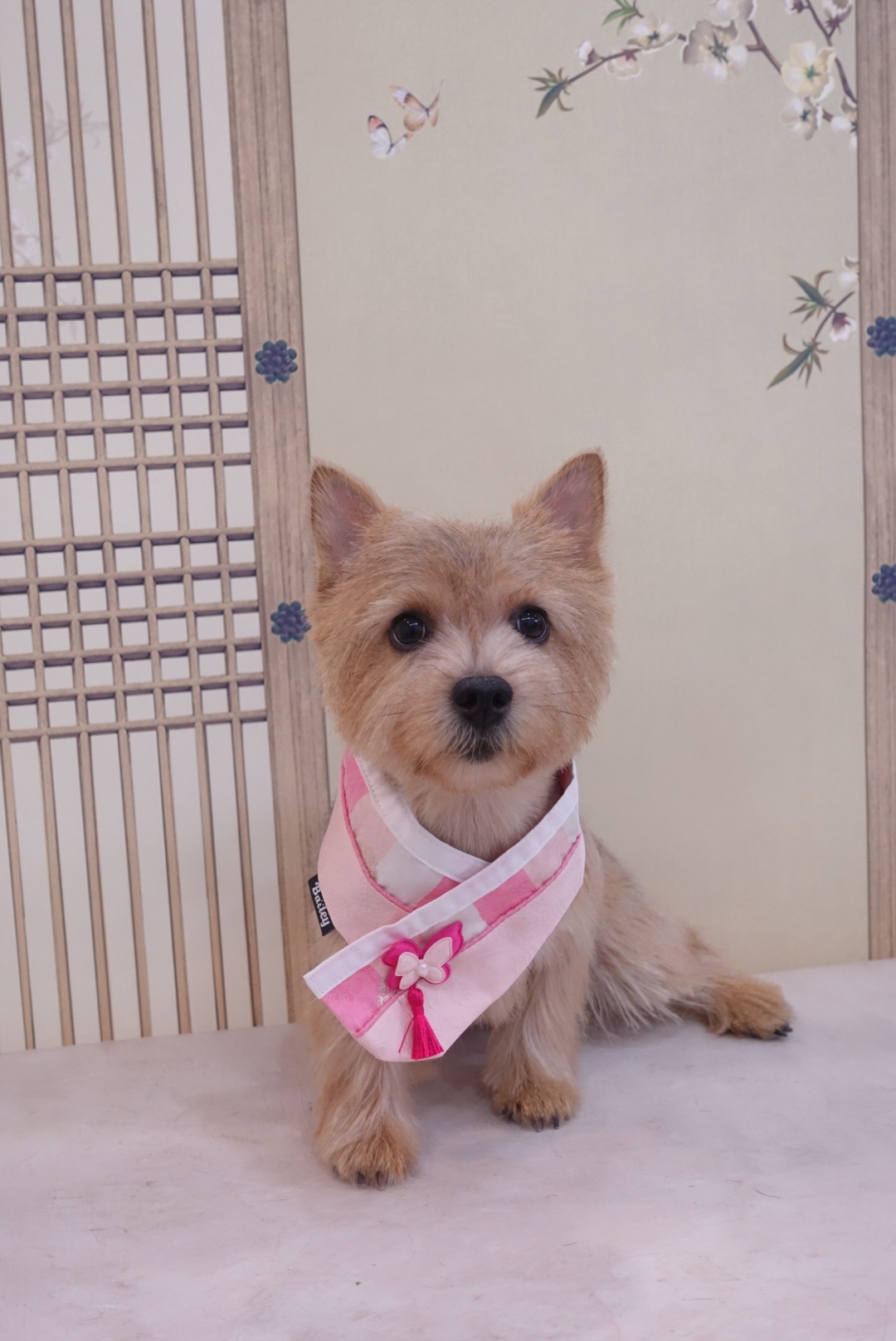 그루밍호찌 대표 이미지