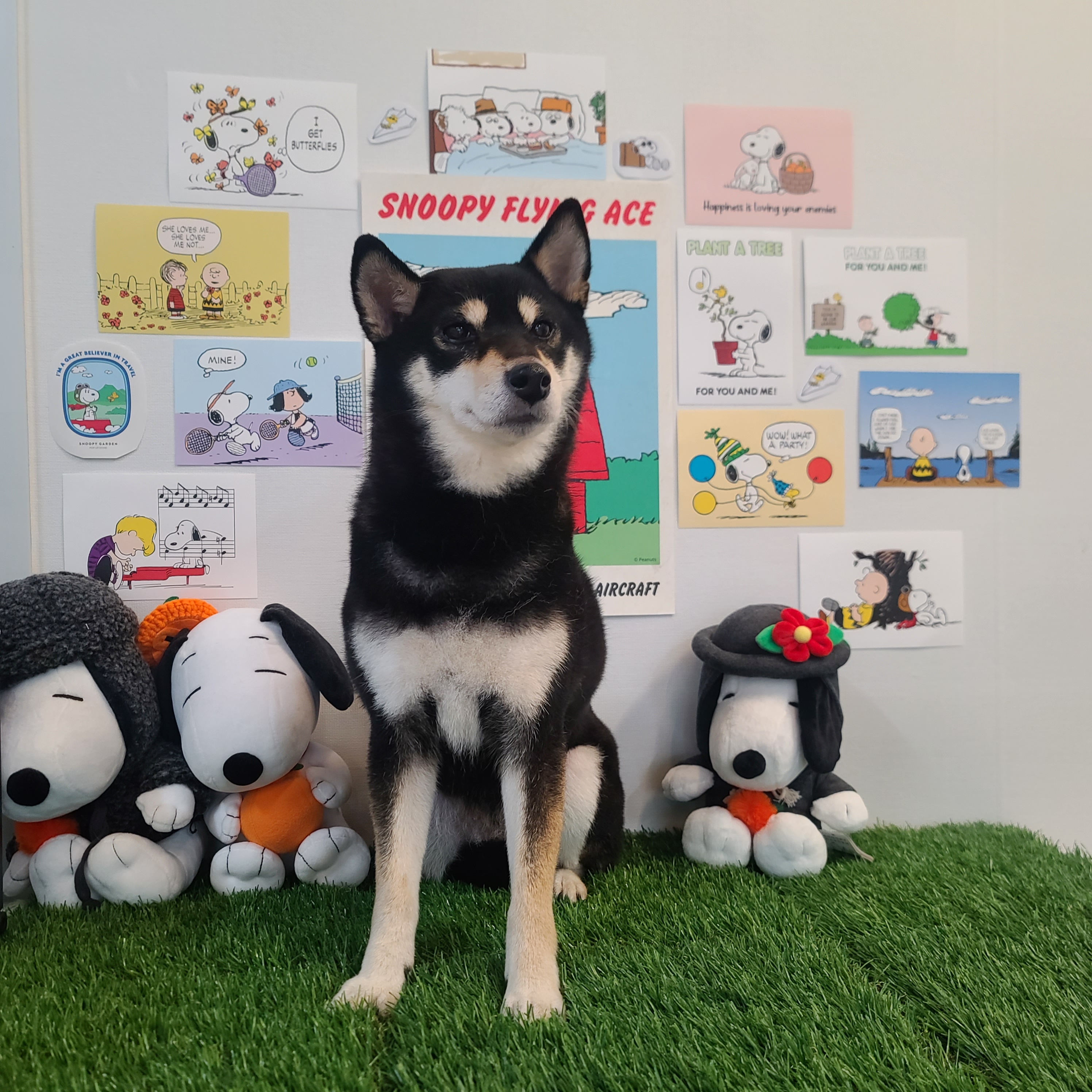 펫클래식 대표 이미지