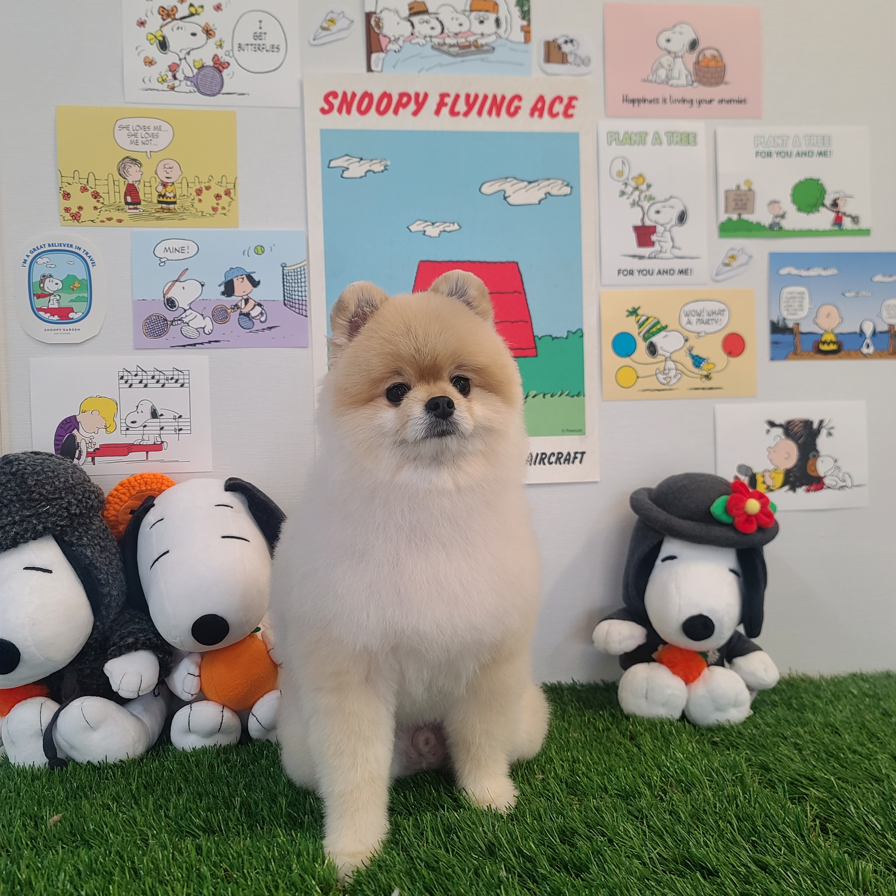 펫클래식 대표 이미지