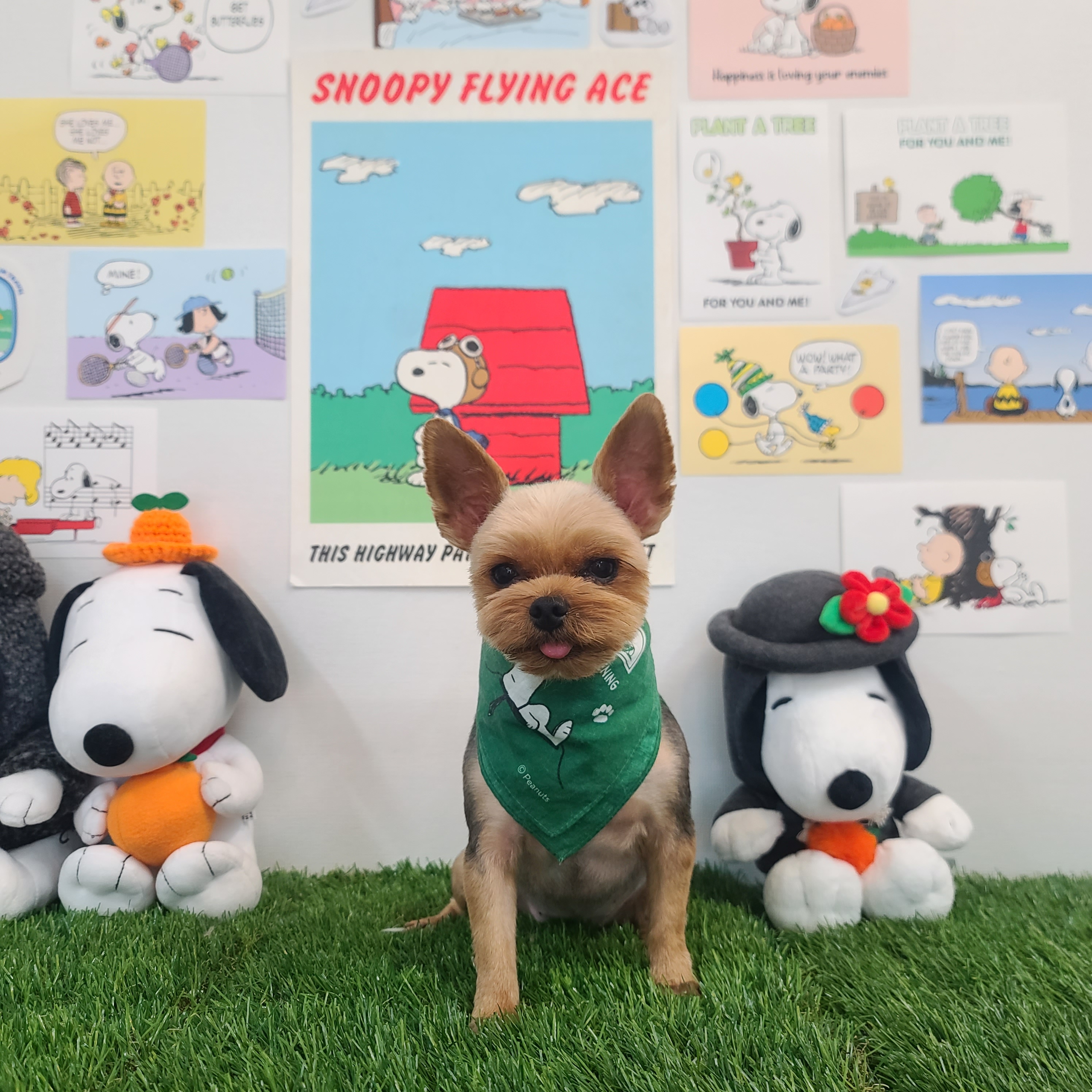 펫클래식 대표 이미지