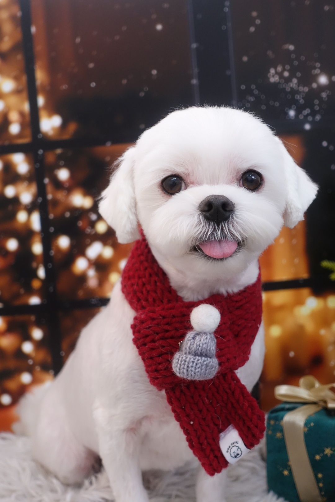 그루밍호찌 대표 이미지