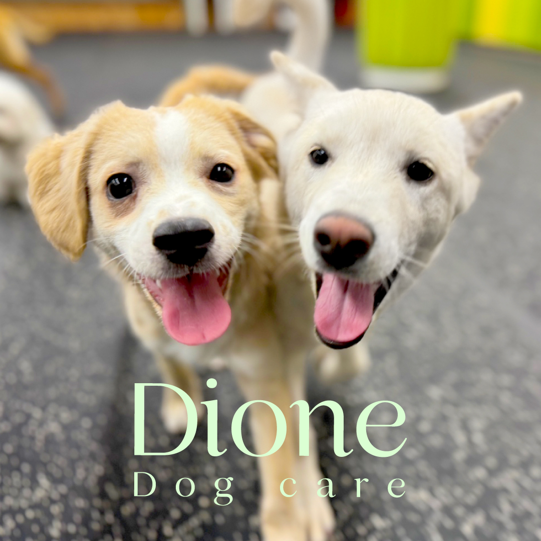 디오네 도그케어 애견유치원&애견호텔 대표 이미지