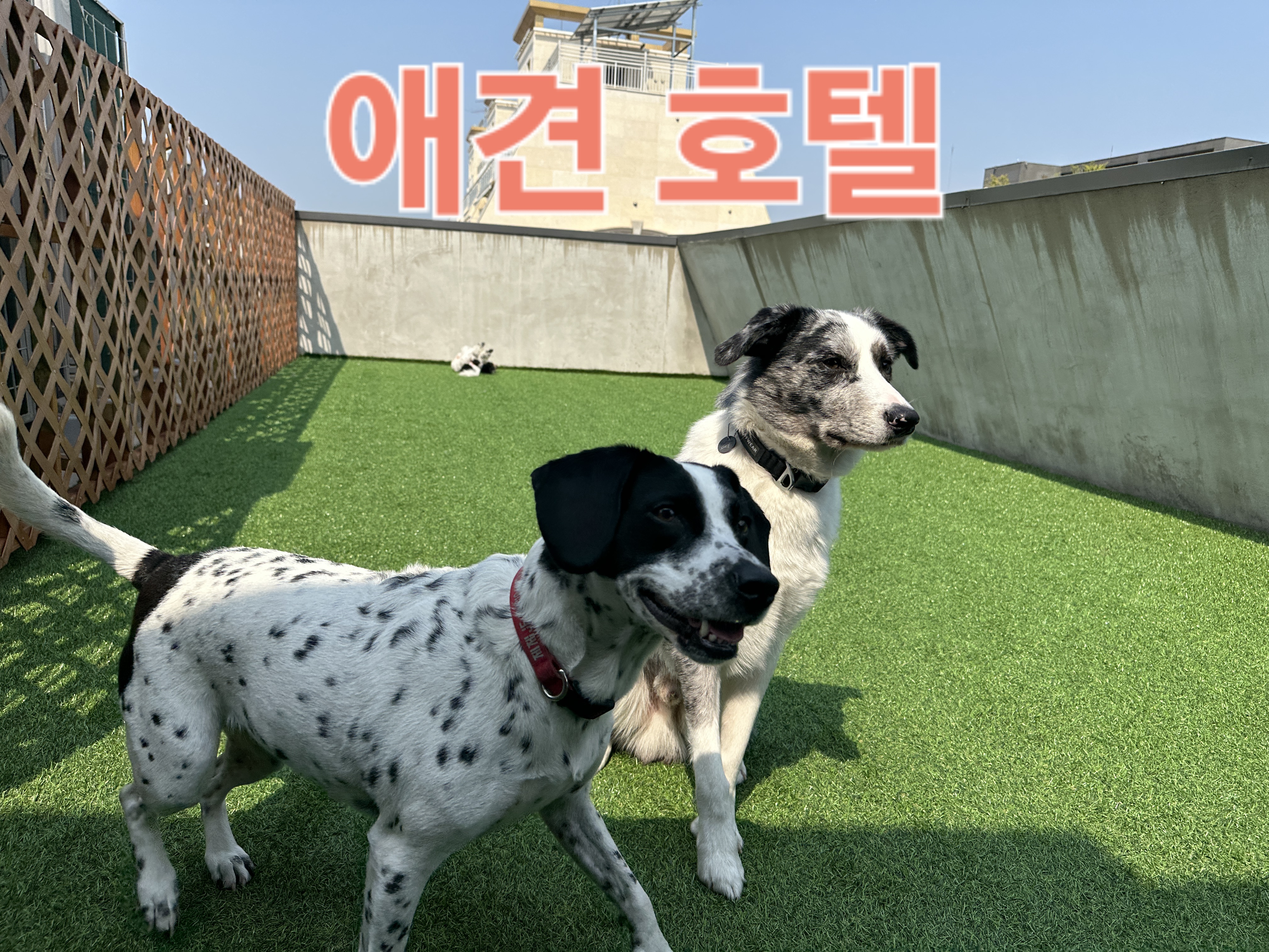 디오네 도그케어 대표 이미지
