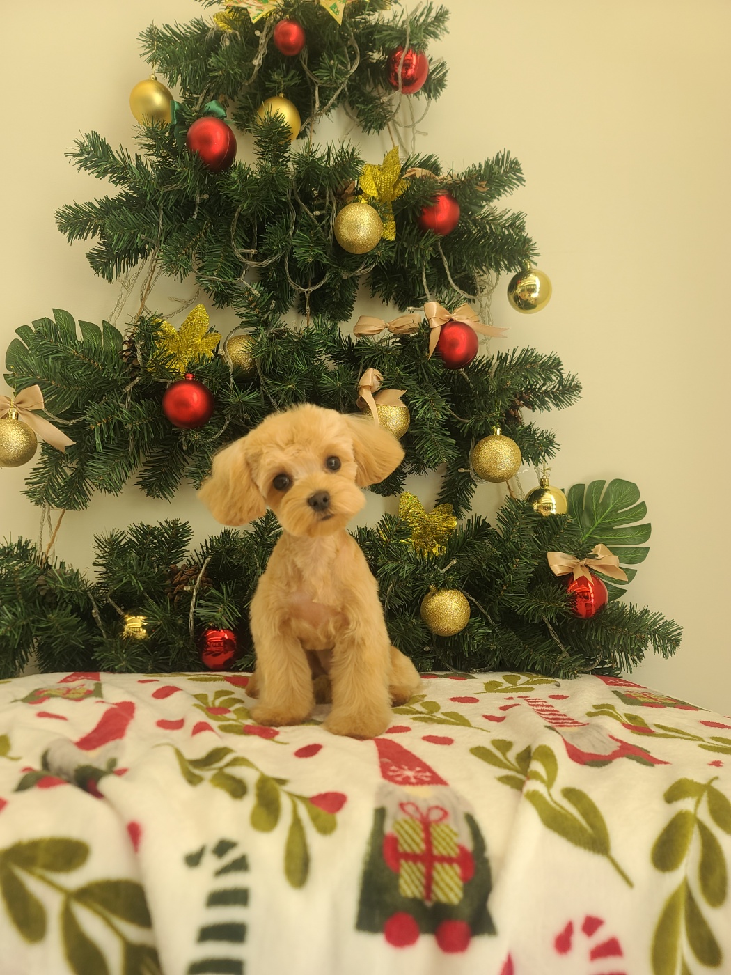 디오네 도그케어 애견유치원&애견호텔 대표 이미지