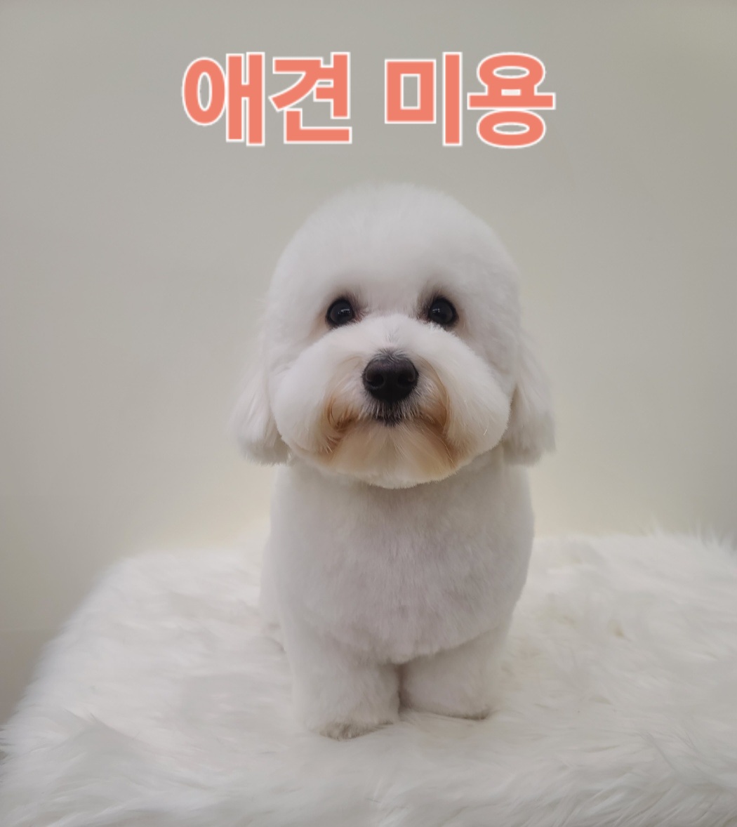 디오네 도그케어 애견유치원&애견호텔 대표 이미지