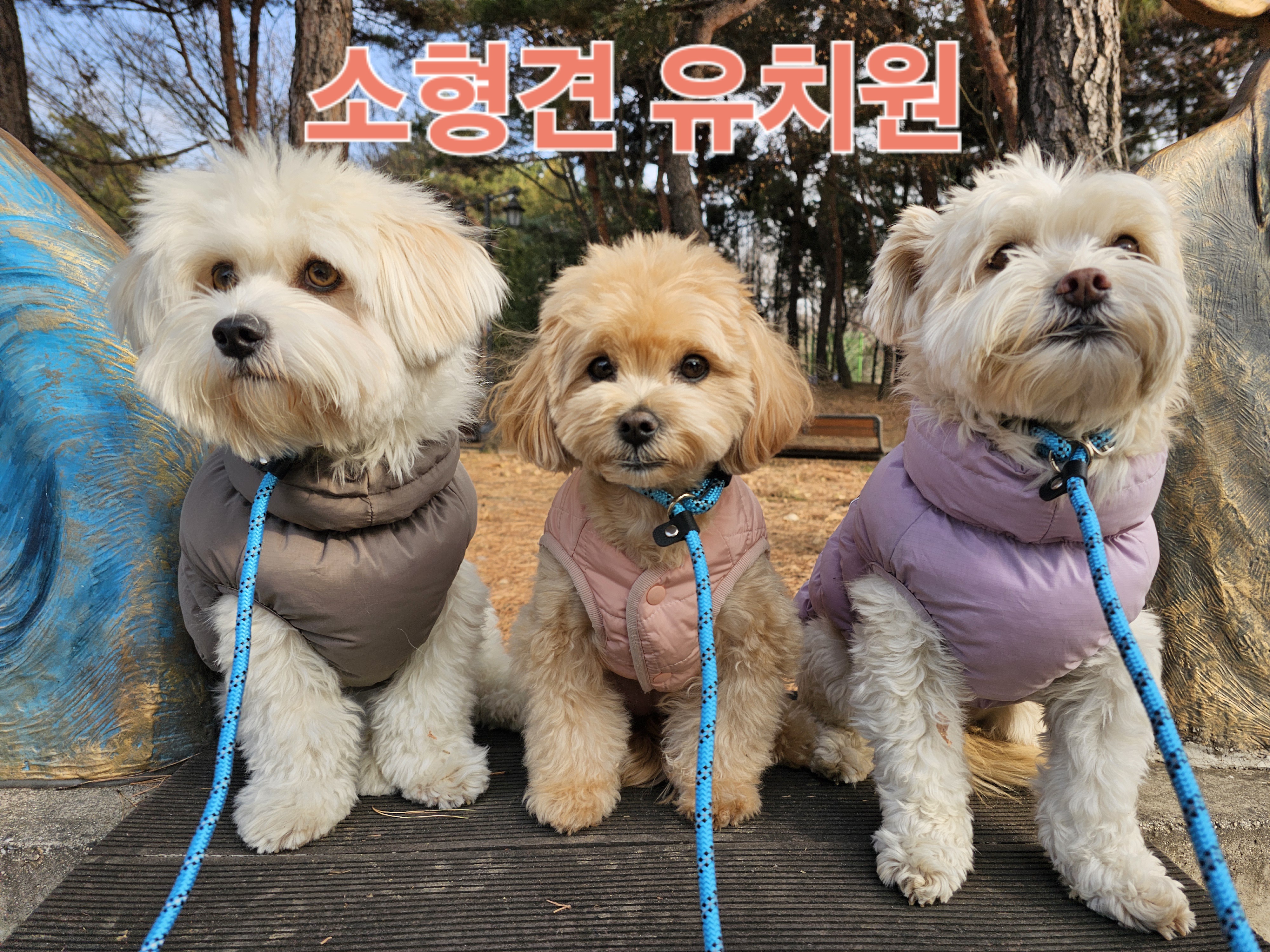 디오네 도그케어 대표 이미지