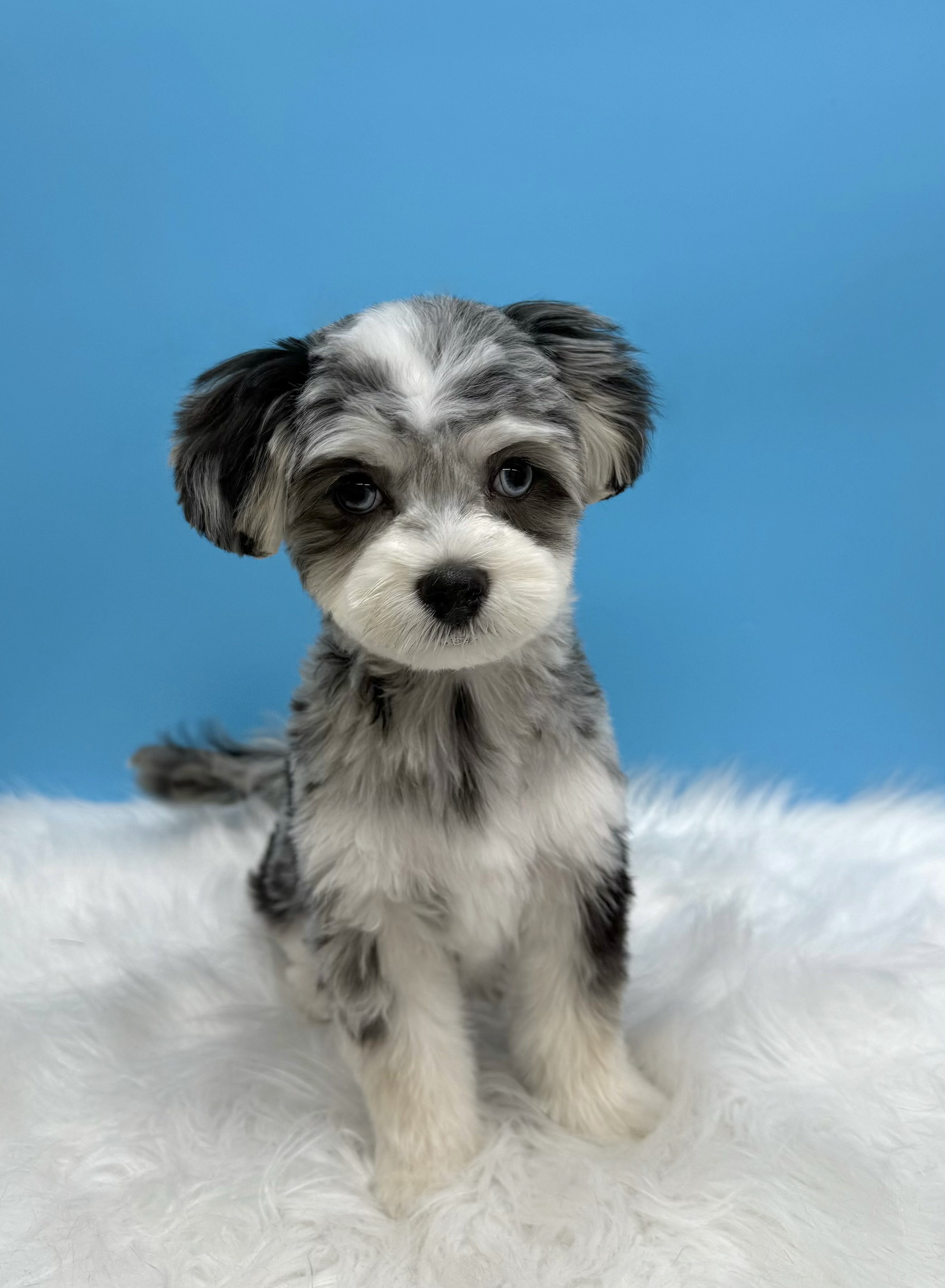 댕댕토피아 대표 이미지