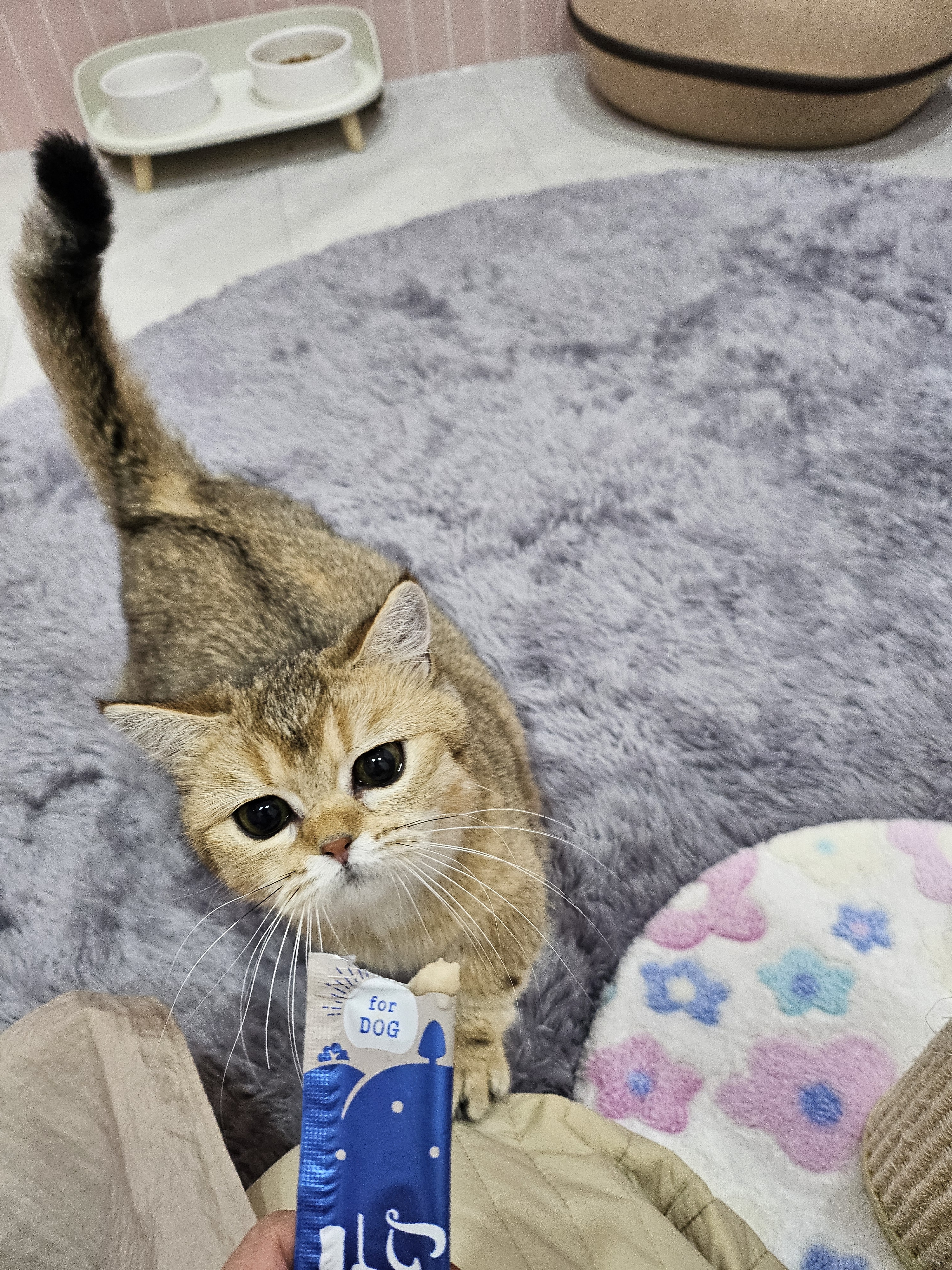 강아지집 대표 이미지
