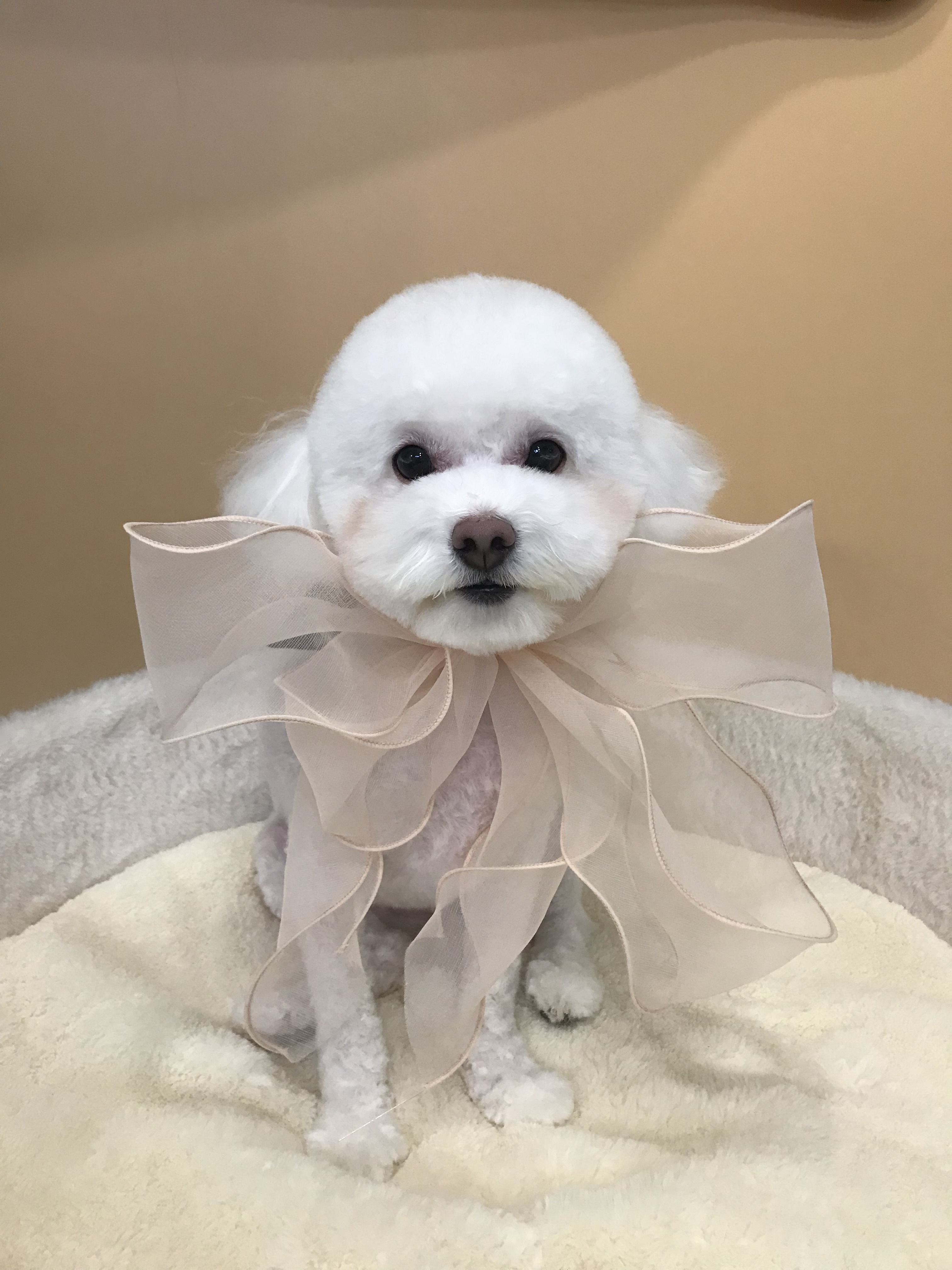 천사 펫하우스 대표 이미지