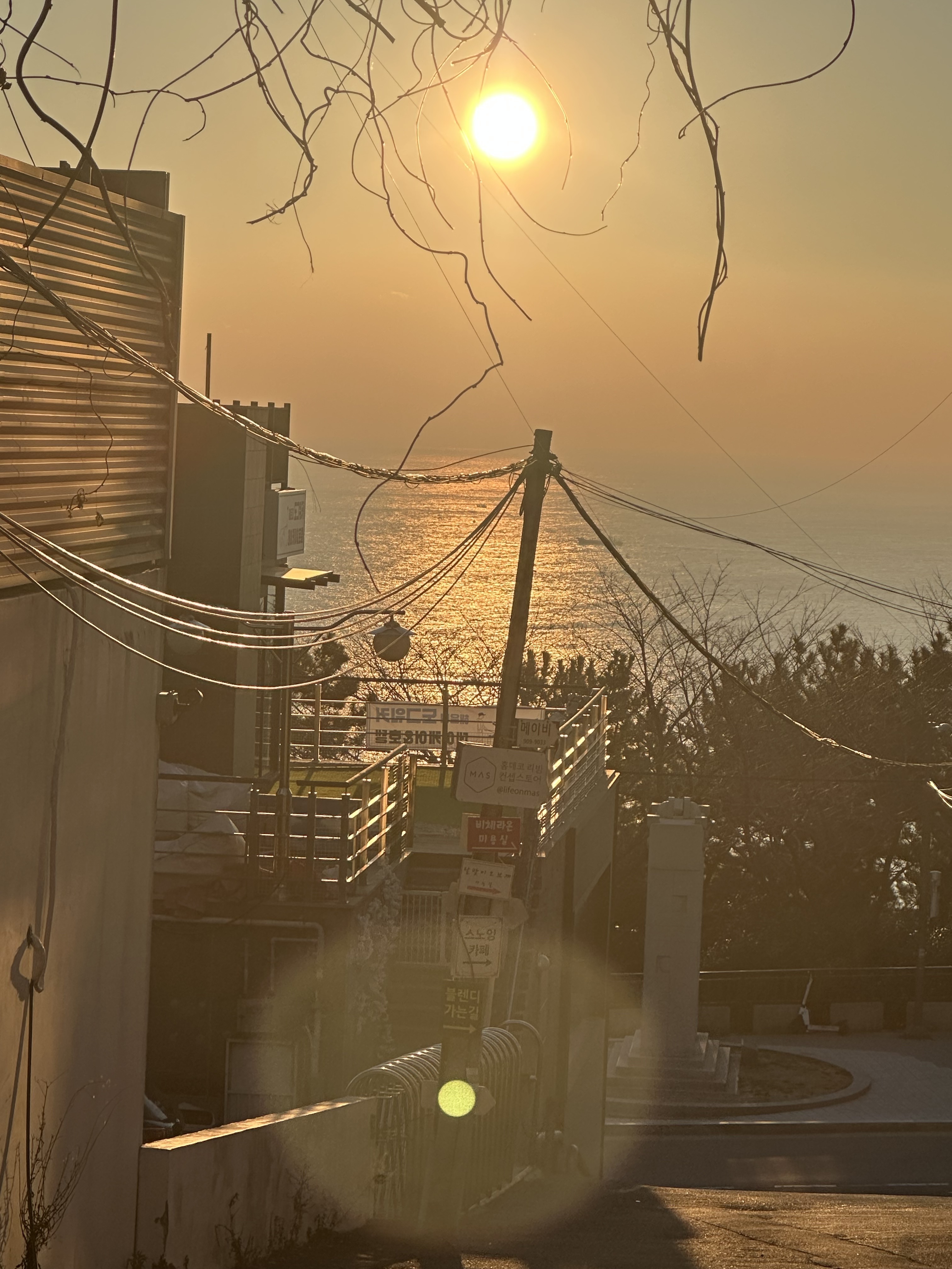 해운대도그워커