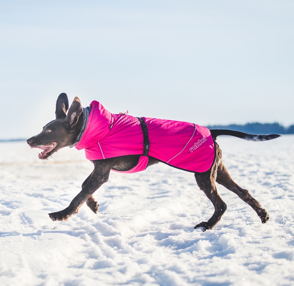위글벗 대표 이미지