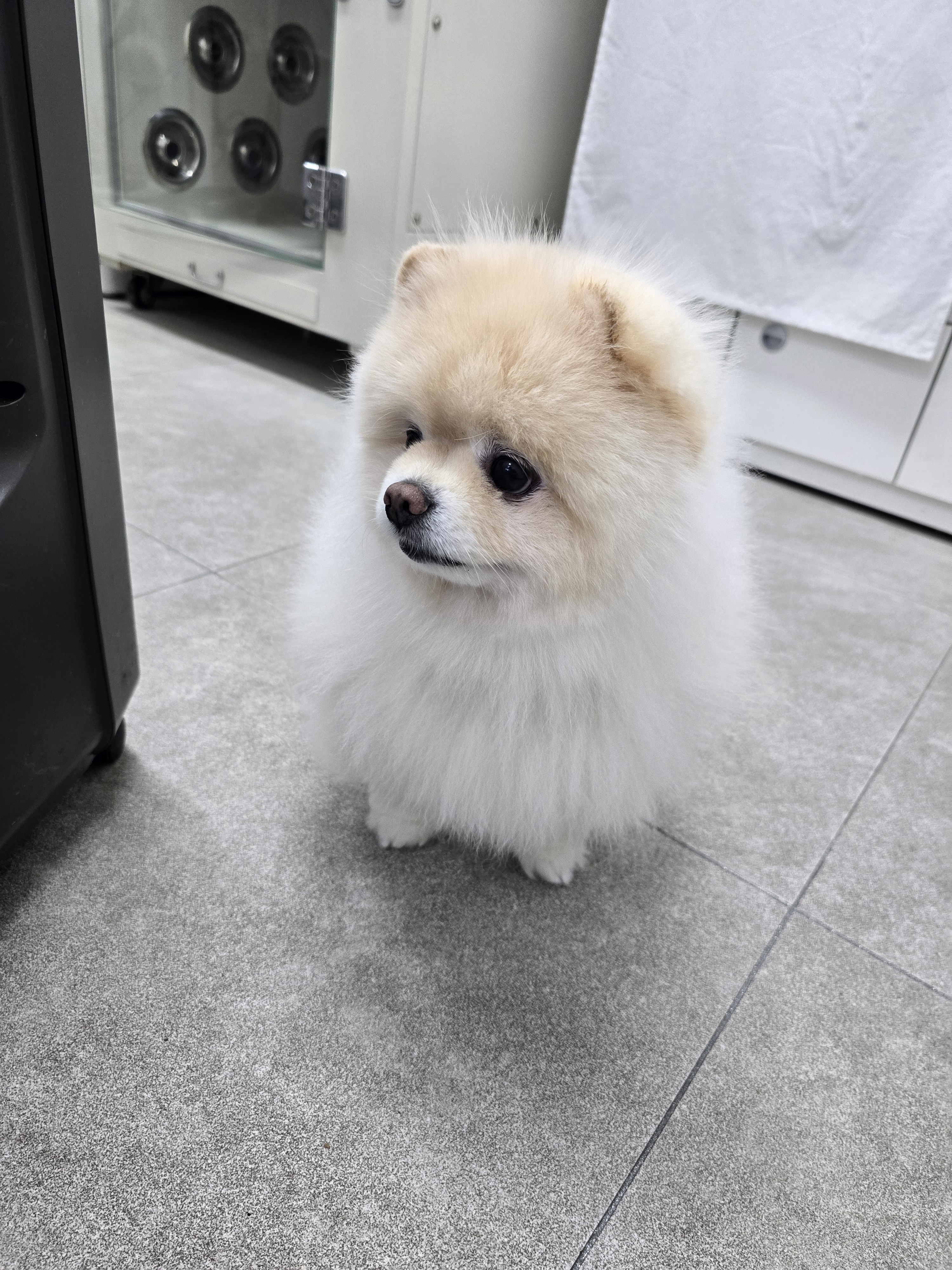 토실이네 경기 애견숙소