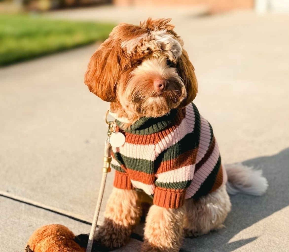 위글벗 대표 이미지