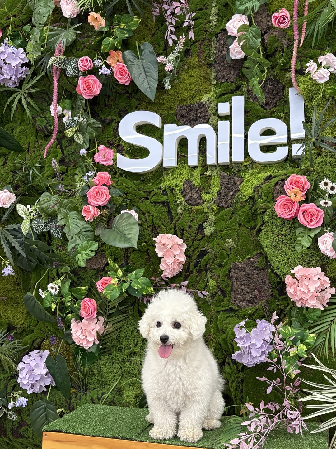 영원이애견카페 전경