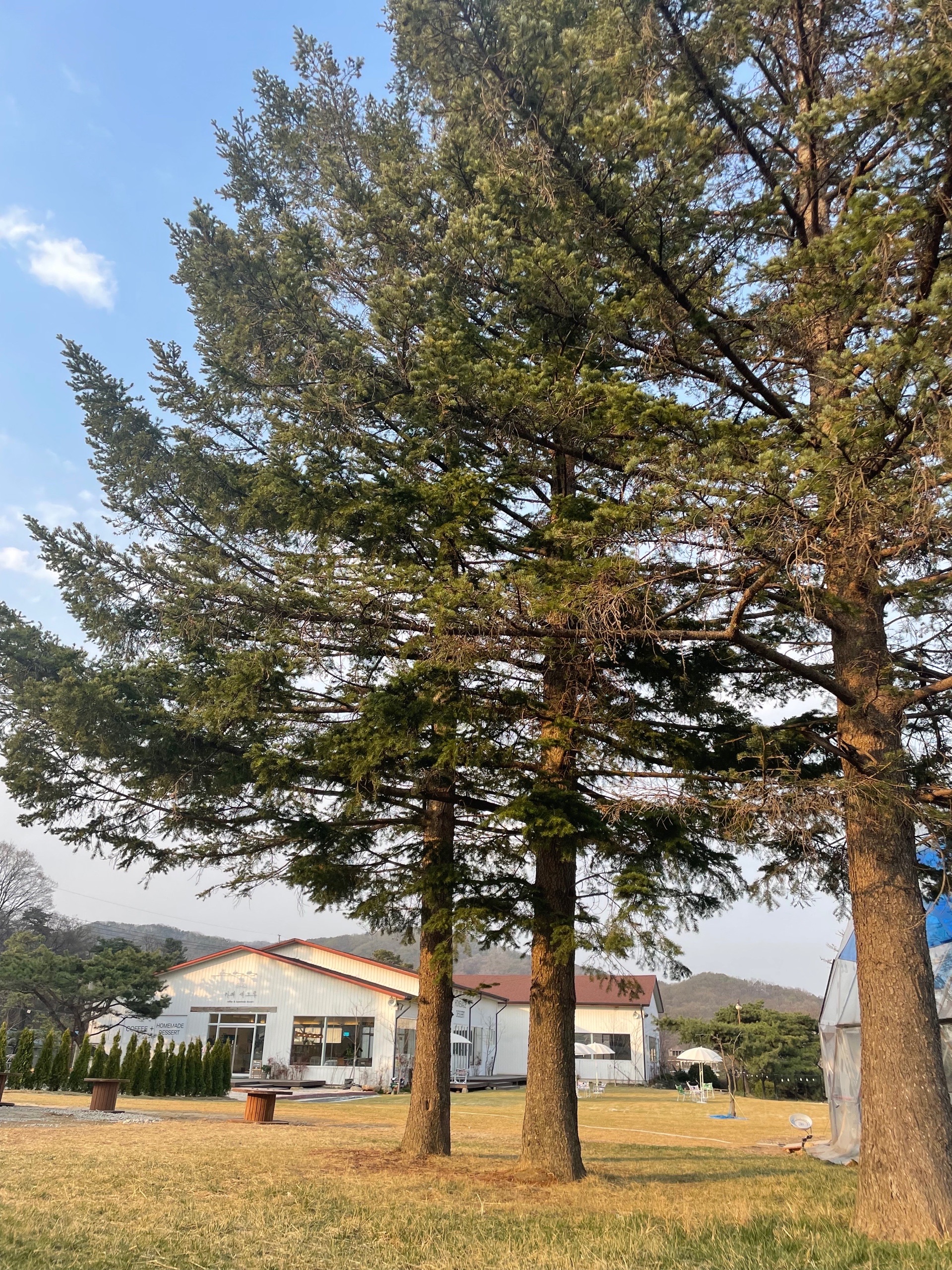 카페세그루 설명사진
