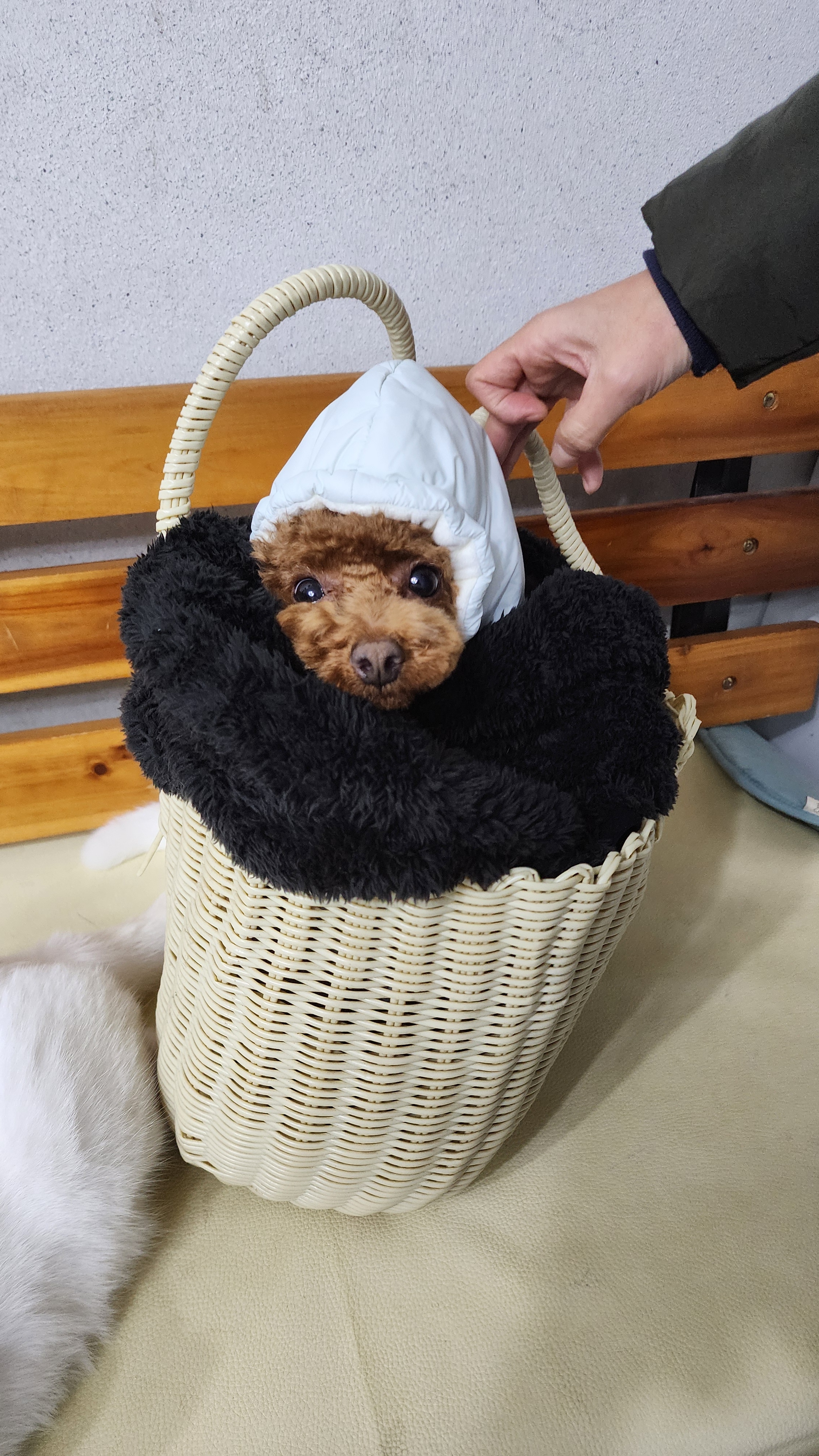 숲속애견샵 대표 이미지