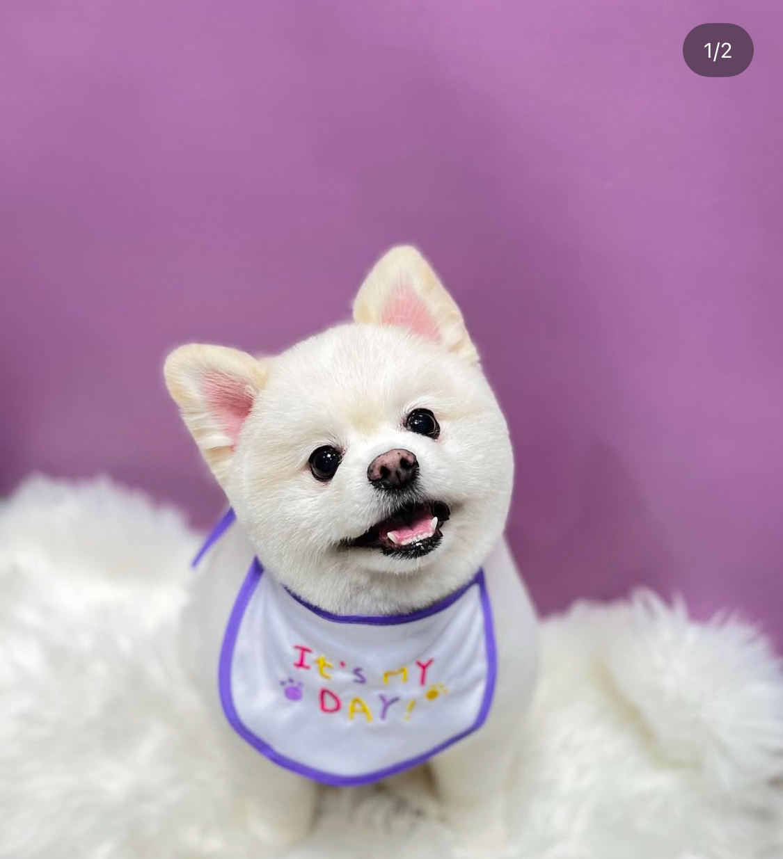 댕냥24 대표 이미지