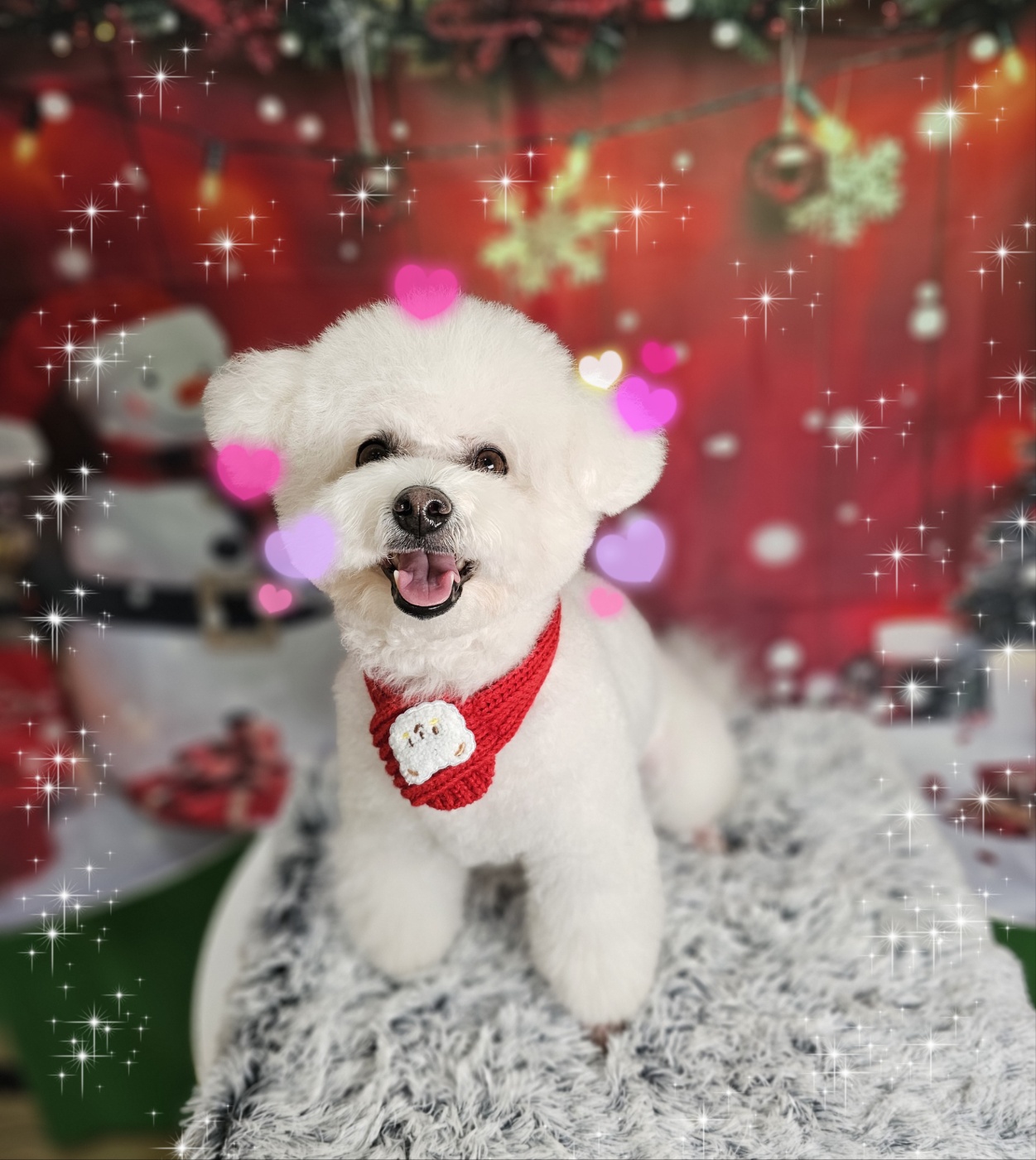 강아지집미용실 대표 이미지