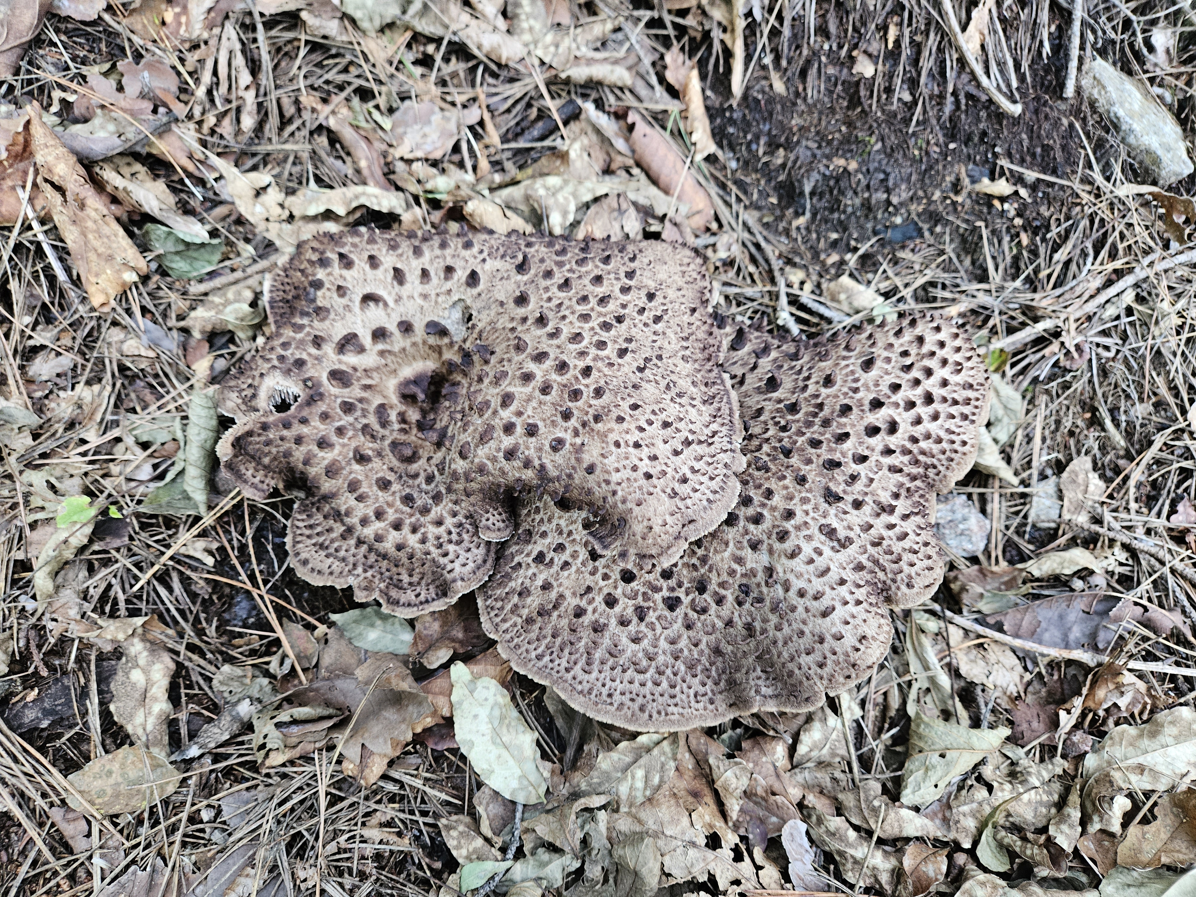 사계절산약초이야기