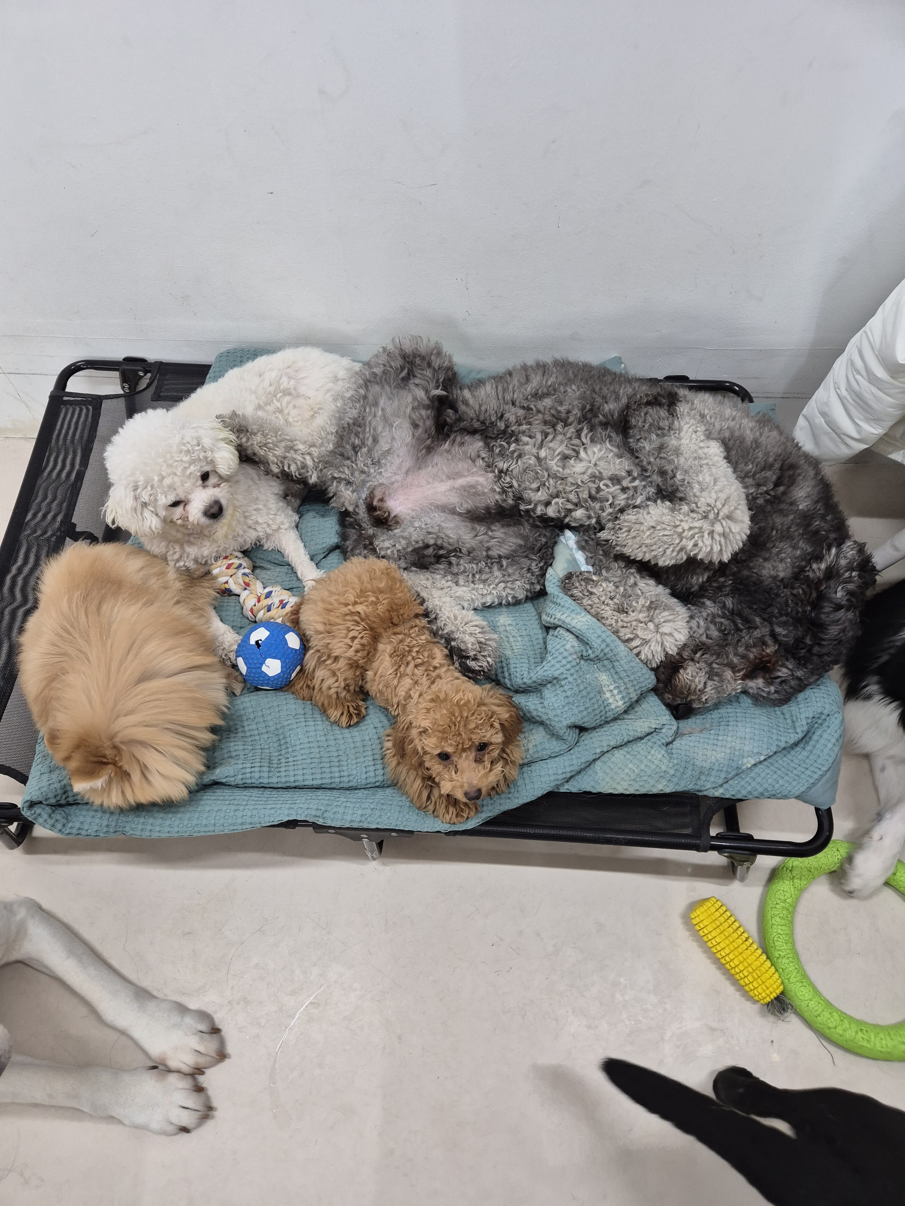 큰댕이네 애견호텔 대표 이미지