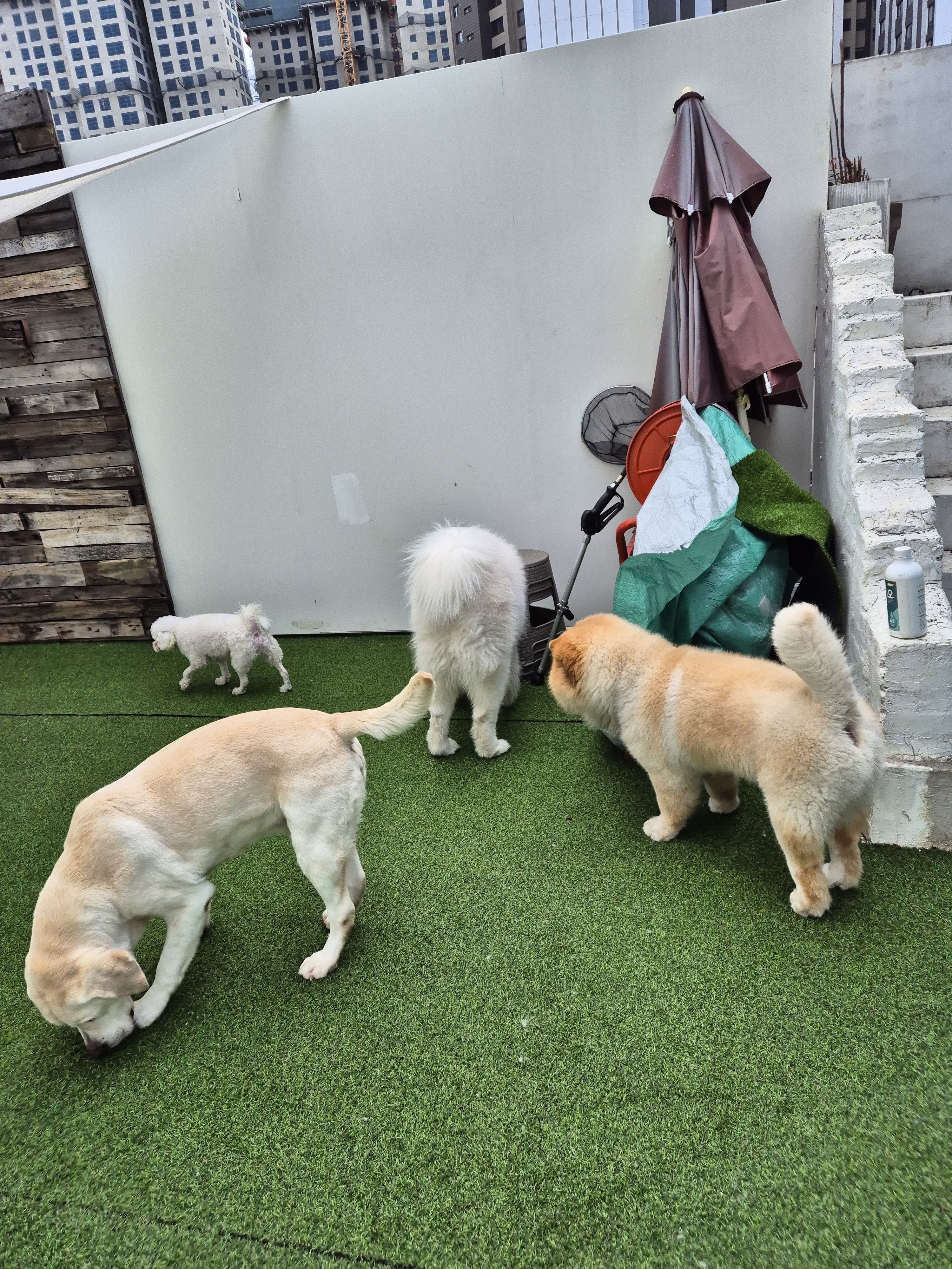 큰댕이네 애견호텔 애견유치원 대형견유치원 대표 이미지