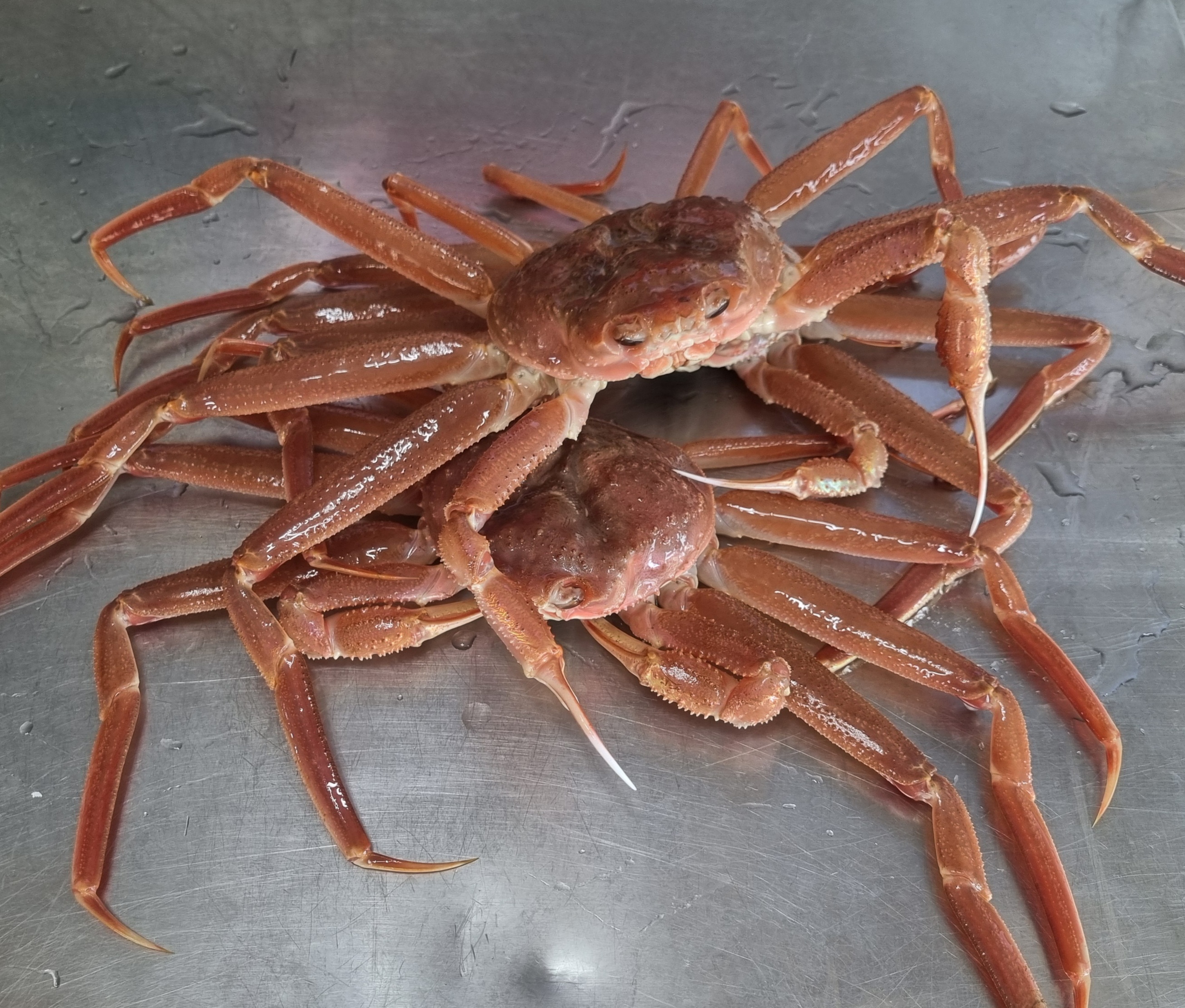 청정대게.회