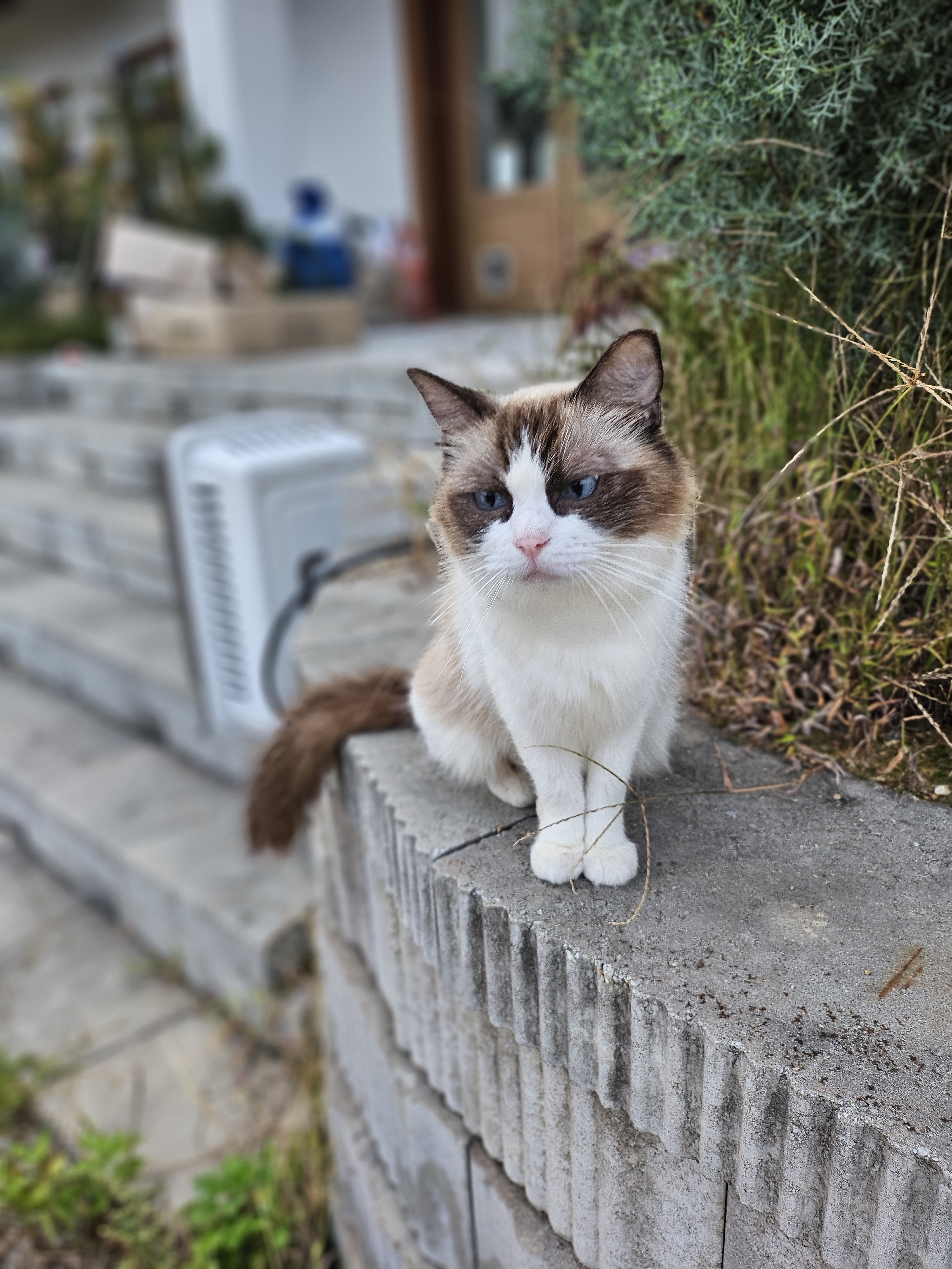 꽃냥이네