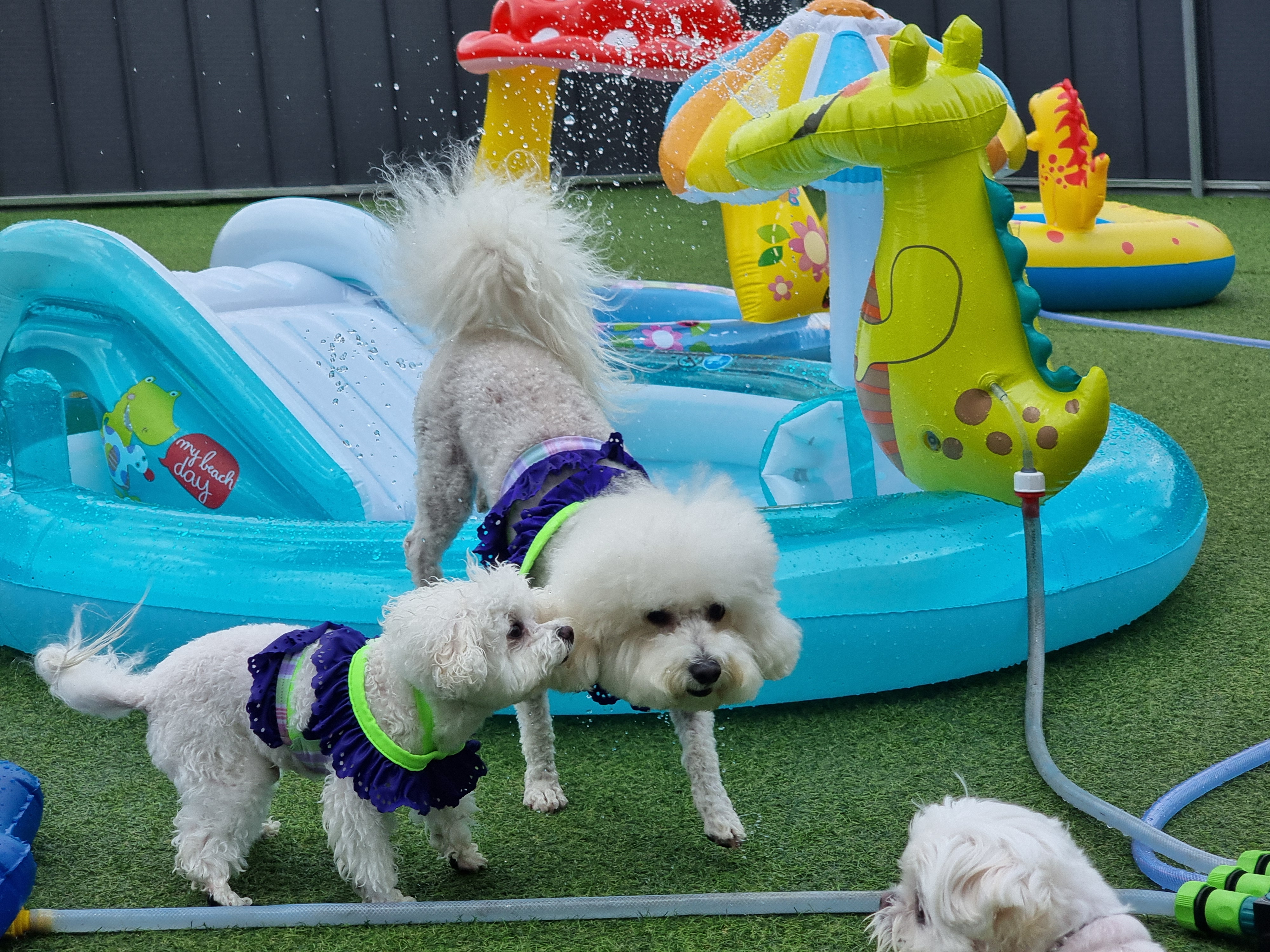 개바라기 애견유치원 대표 이미지