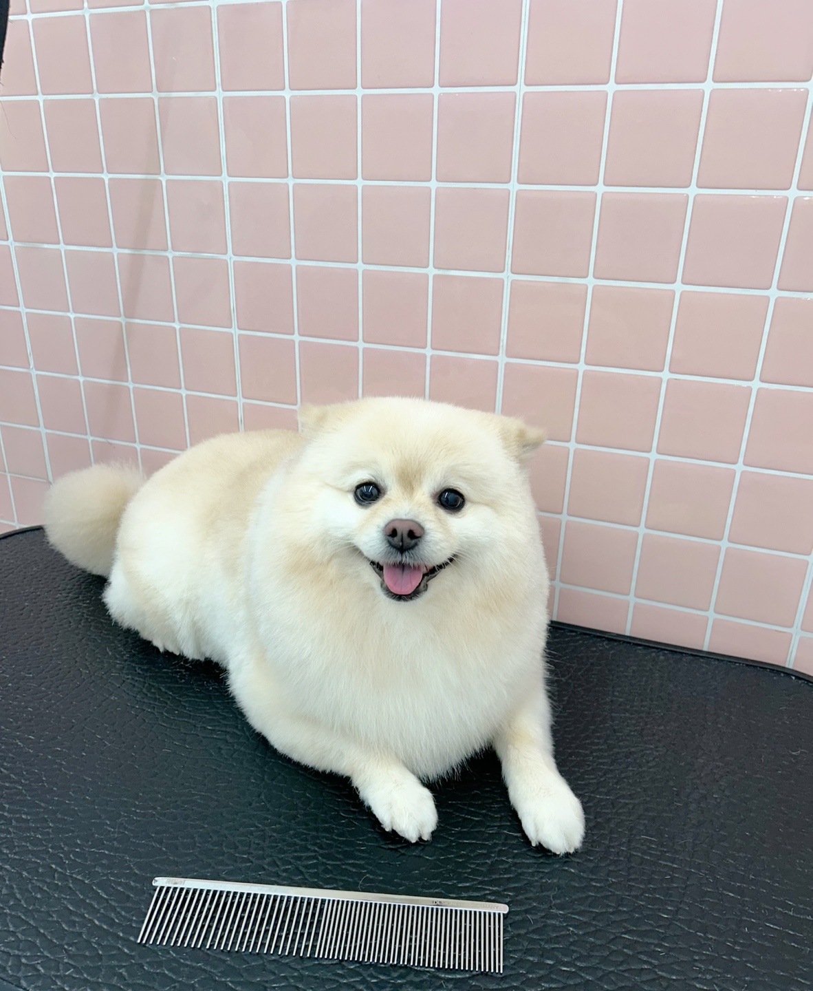 딸기애견미용실 대표 이미지