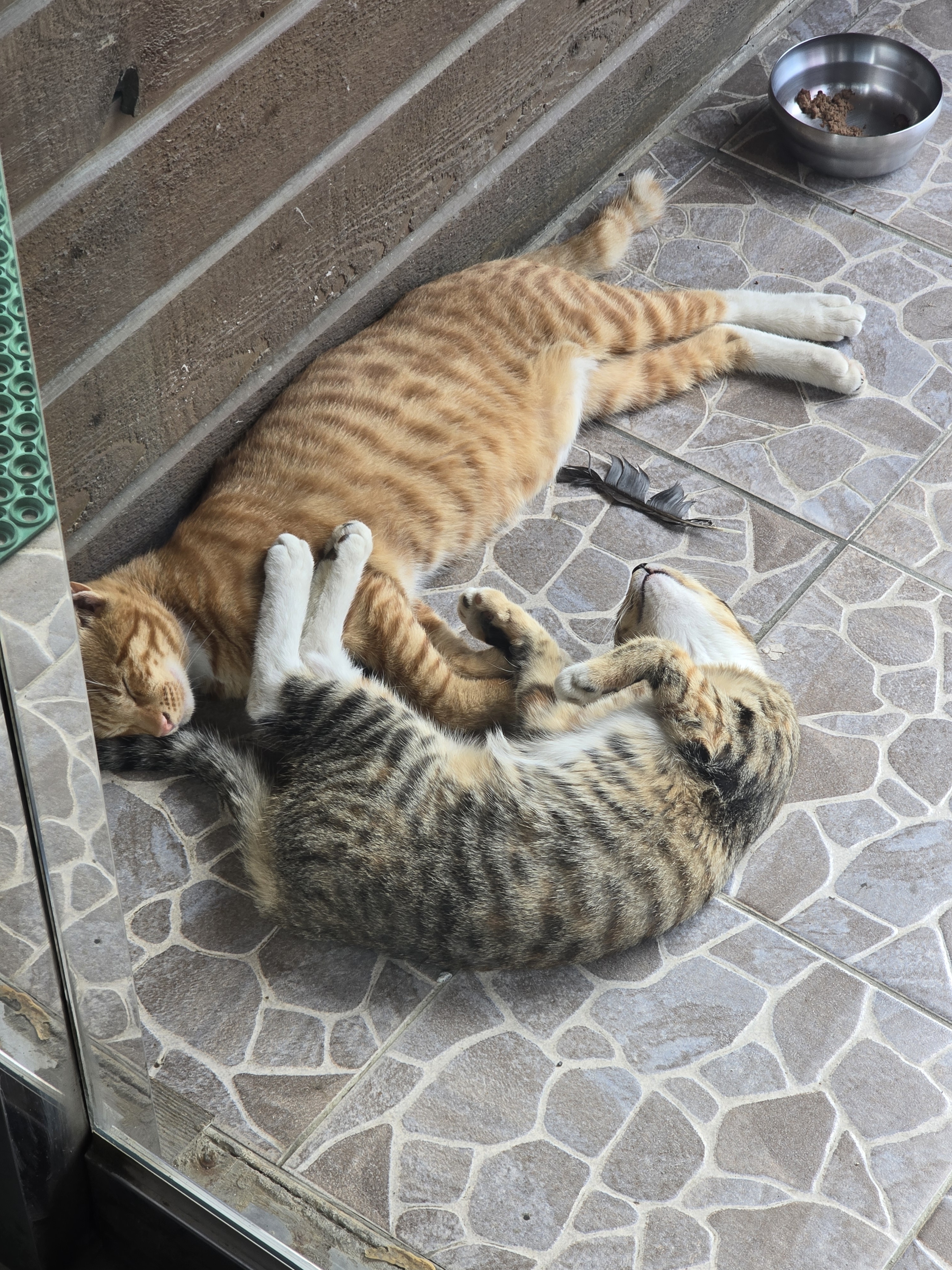 연가s.꼬막짬뽕
