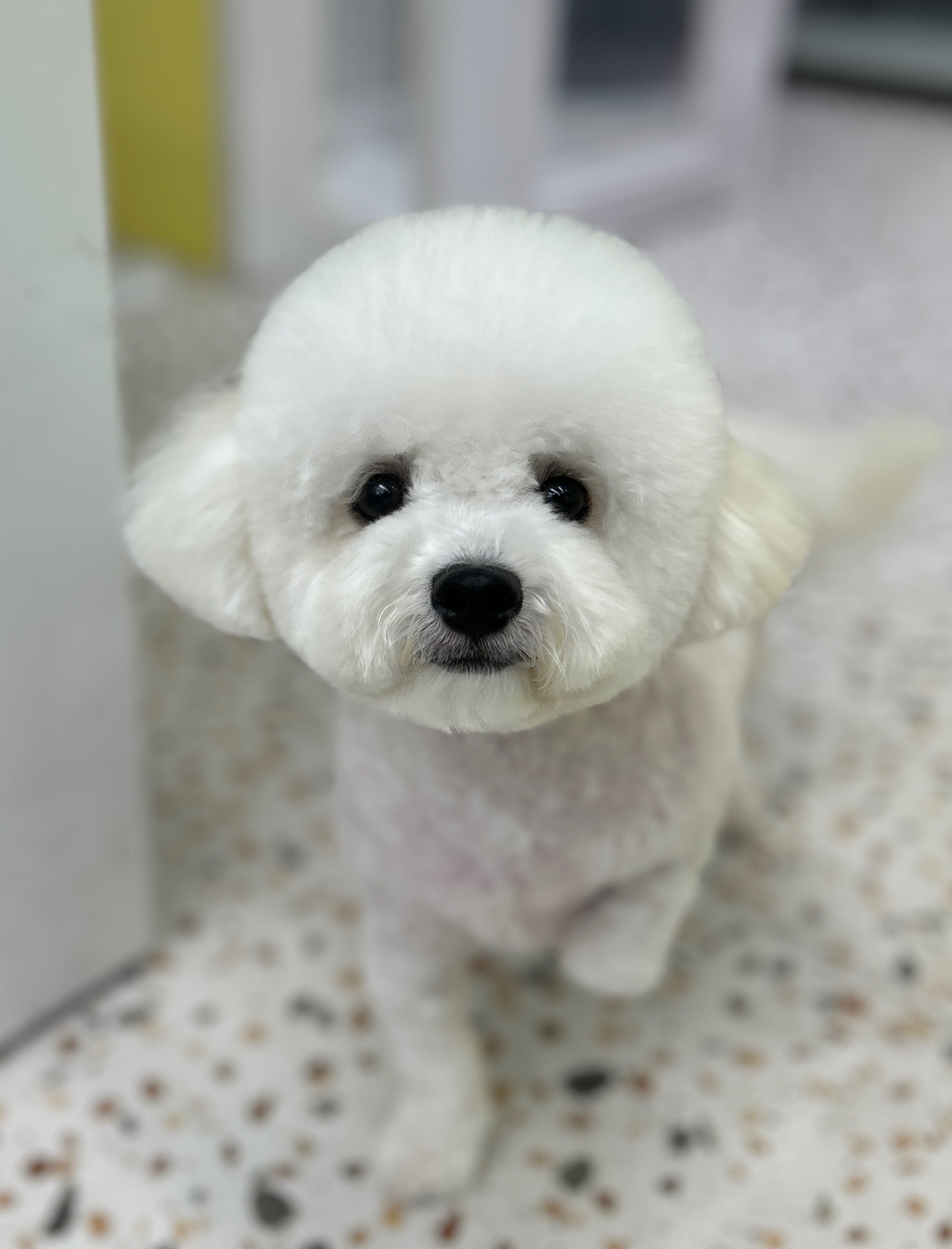 멍집사 대표 이미지