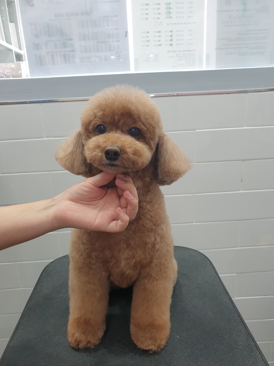 이쁘게 잘라줄개 대표 이미지